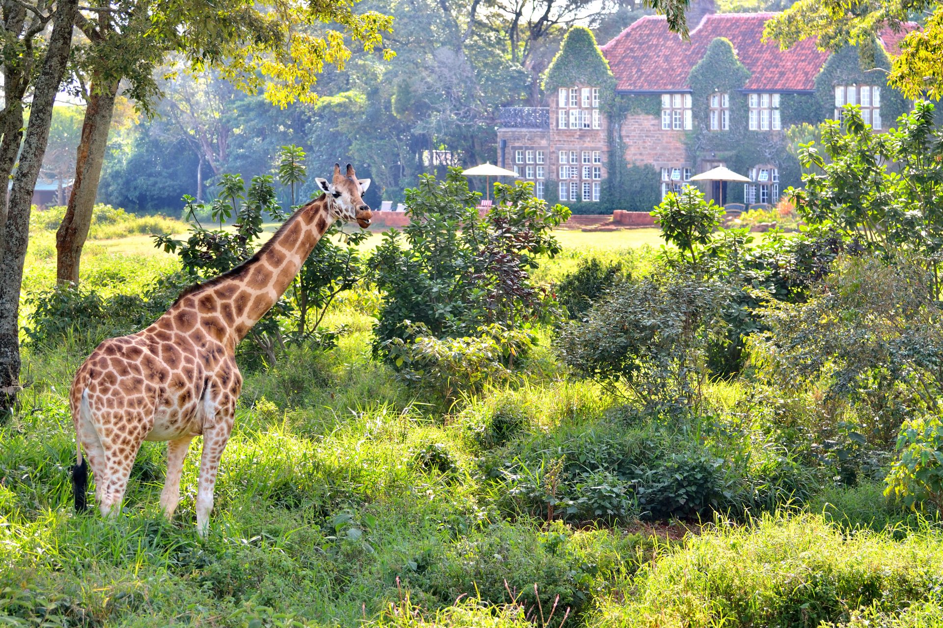 Giraffe Manor, Nairobi (Kenya)