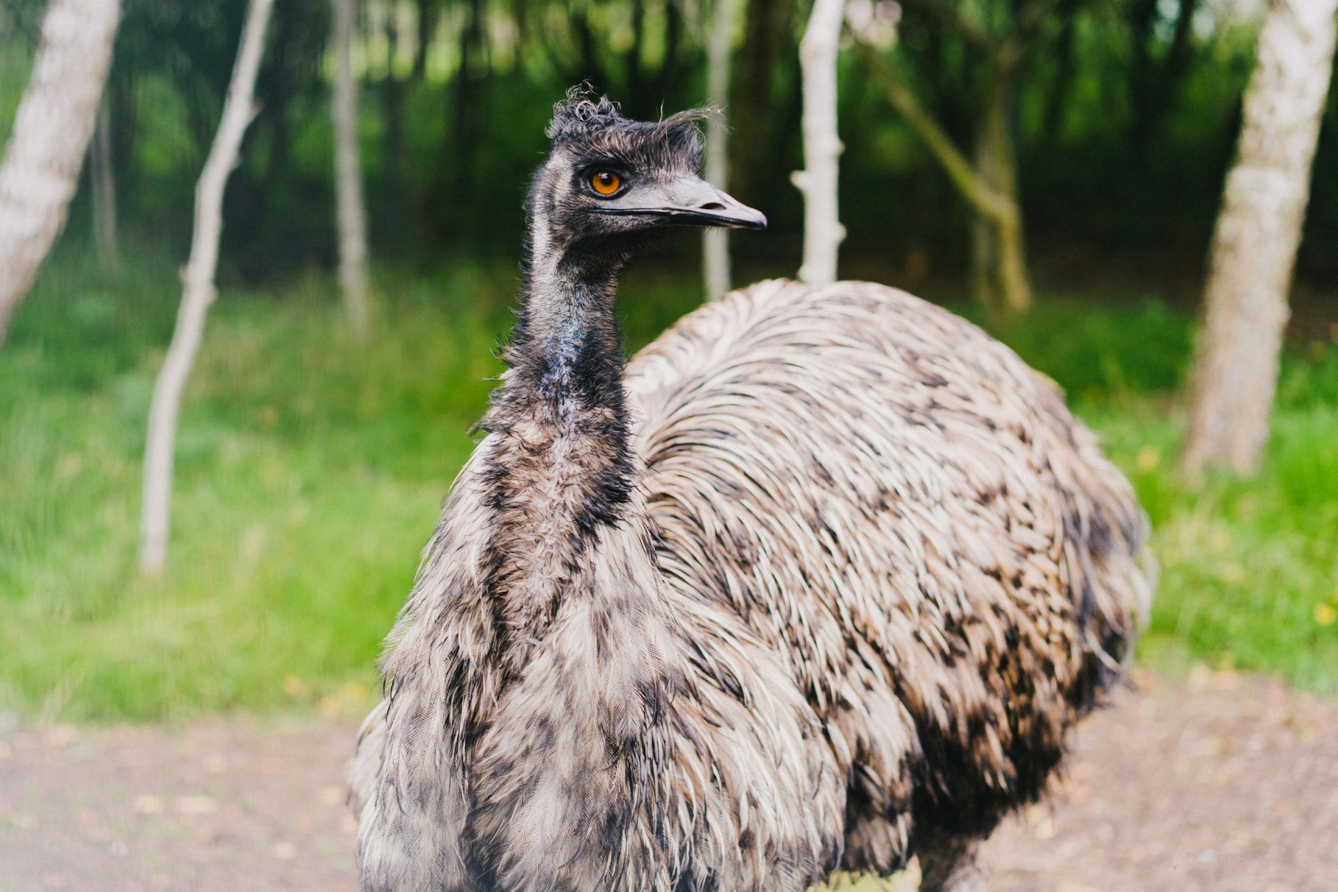 Emu 