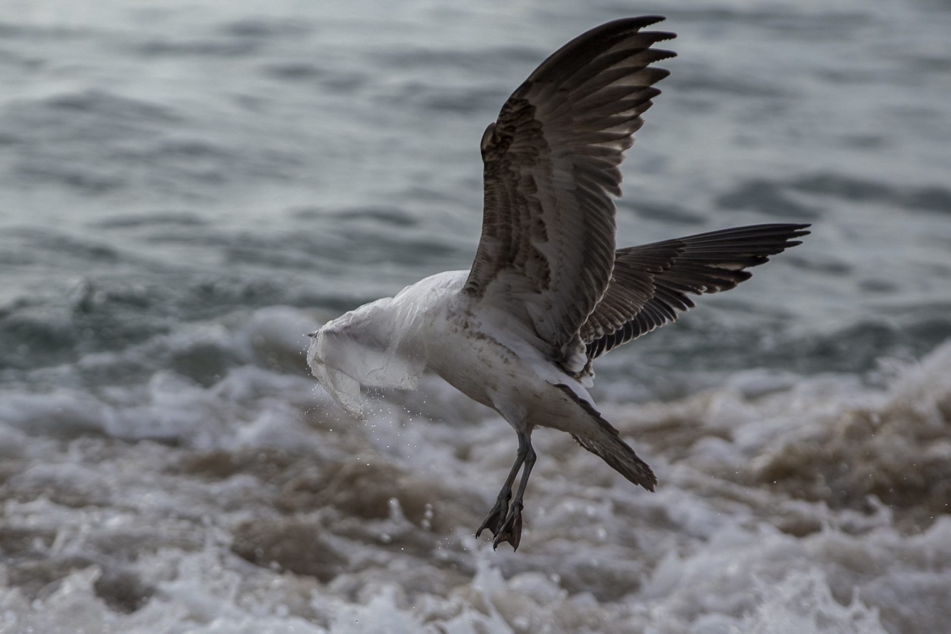 Ce que veut dire 'seagulling'