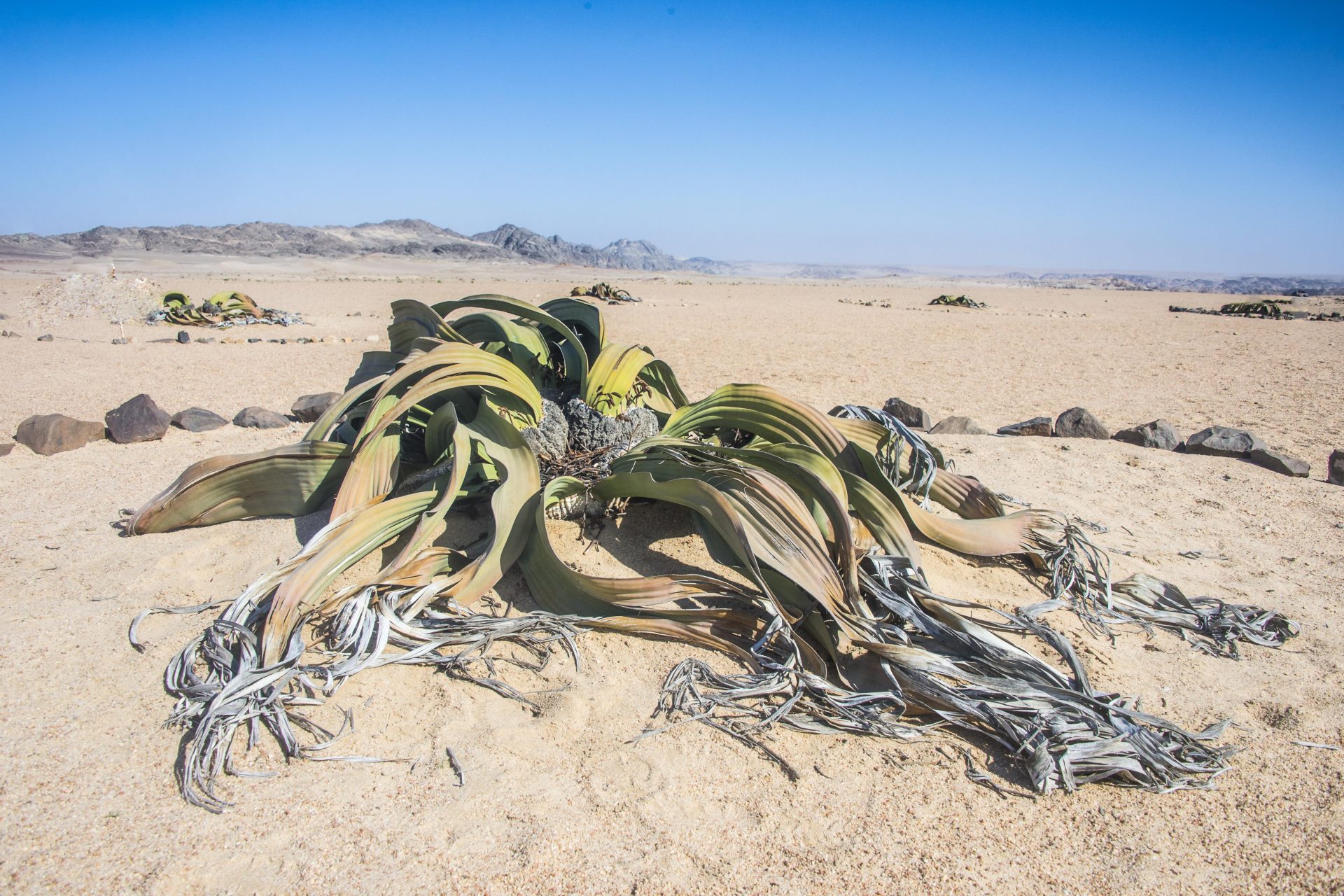 Namibie : la welwitschia