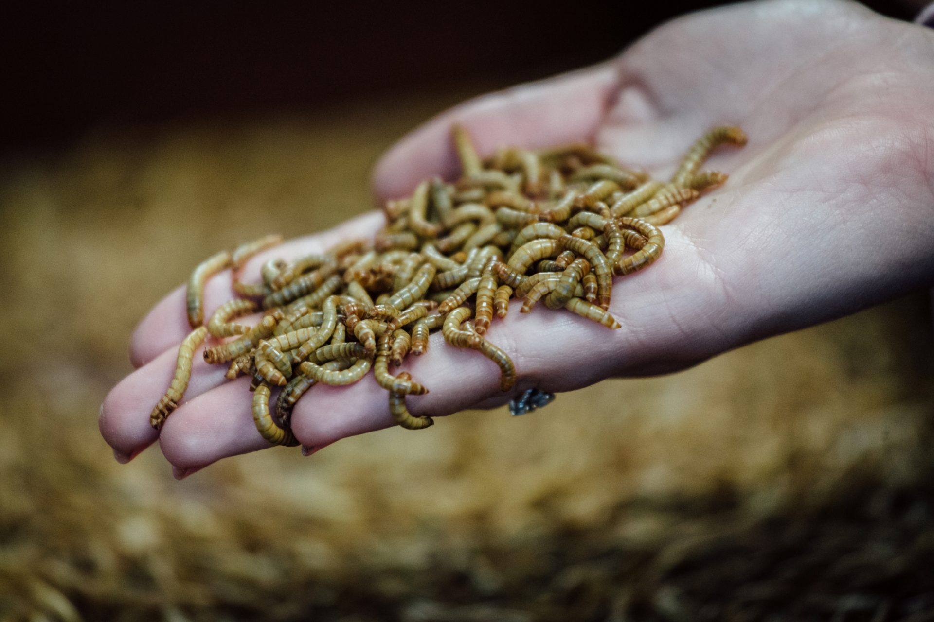 Faut-il ajouter des vers de farine à nos boissons protéinées ?