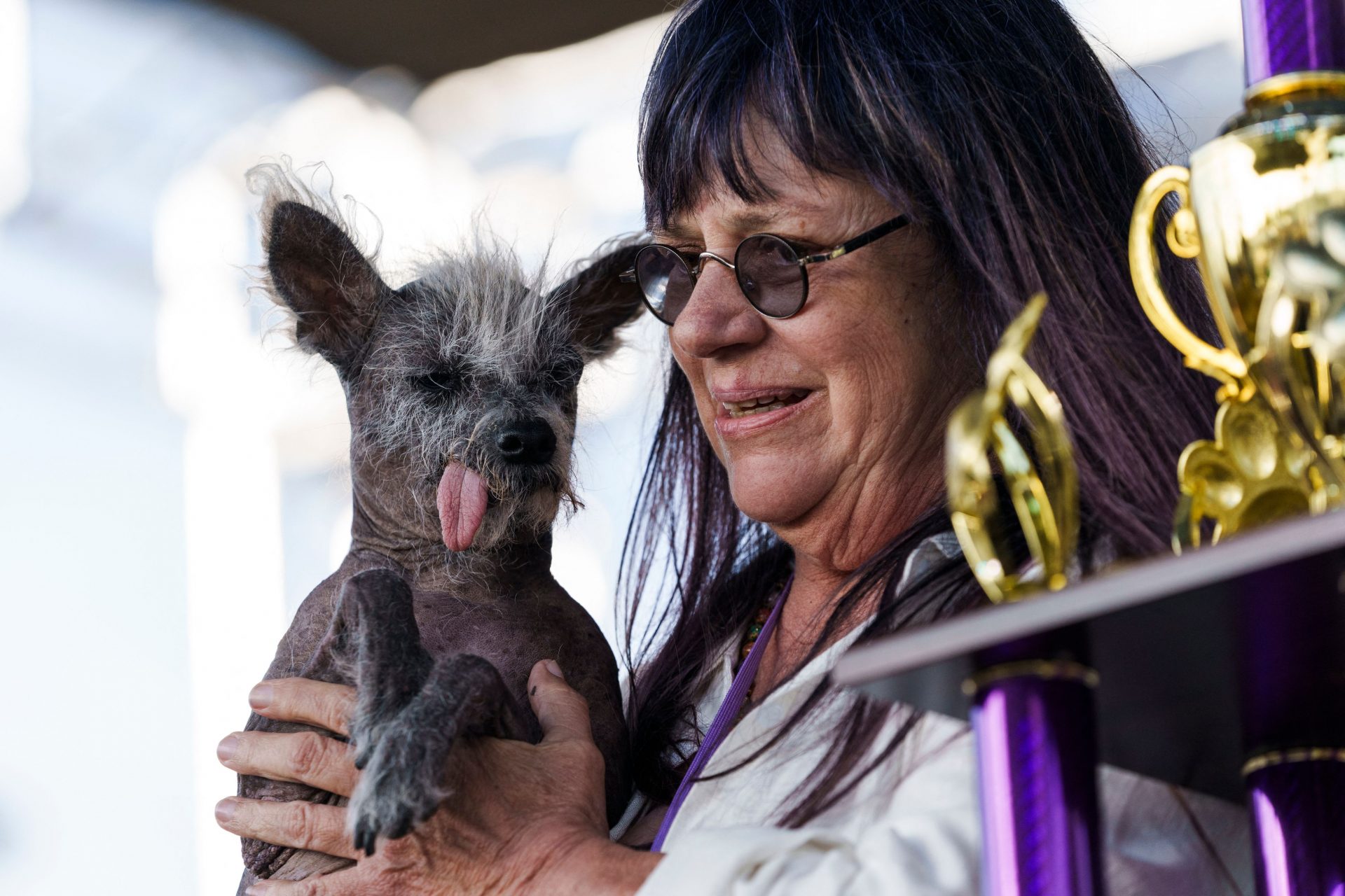 Découvrez l'histoire touchante de Scooter, ce chien sacré “le plus laid du monde” en 2023 !