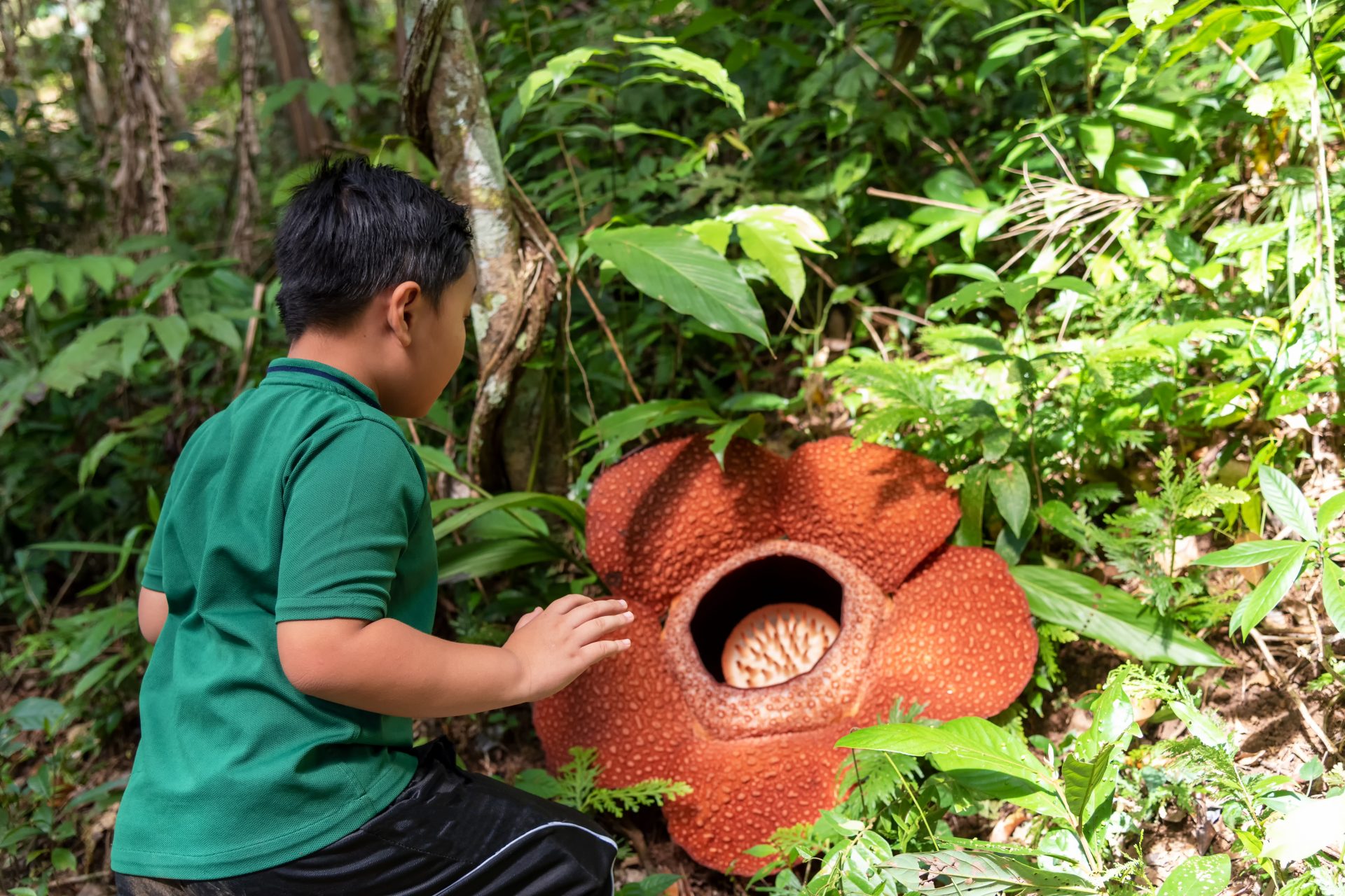 Indonésie : le rafflesia