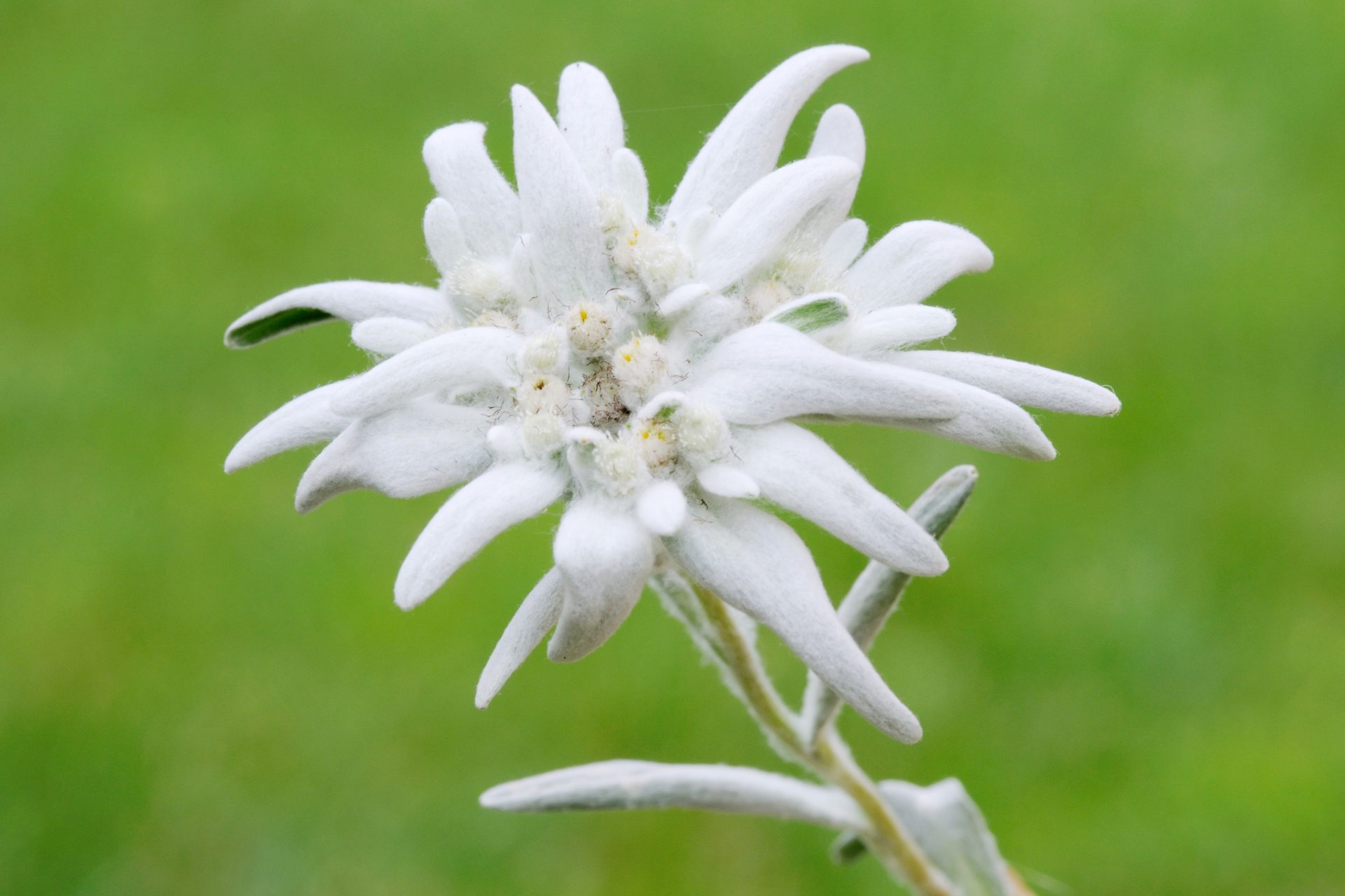 Suisse : l'edelweiss
