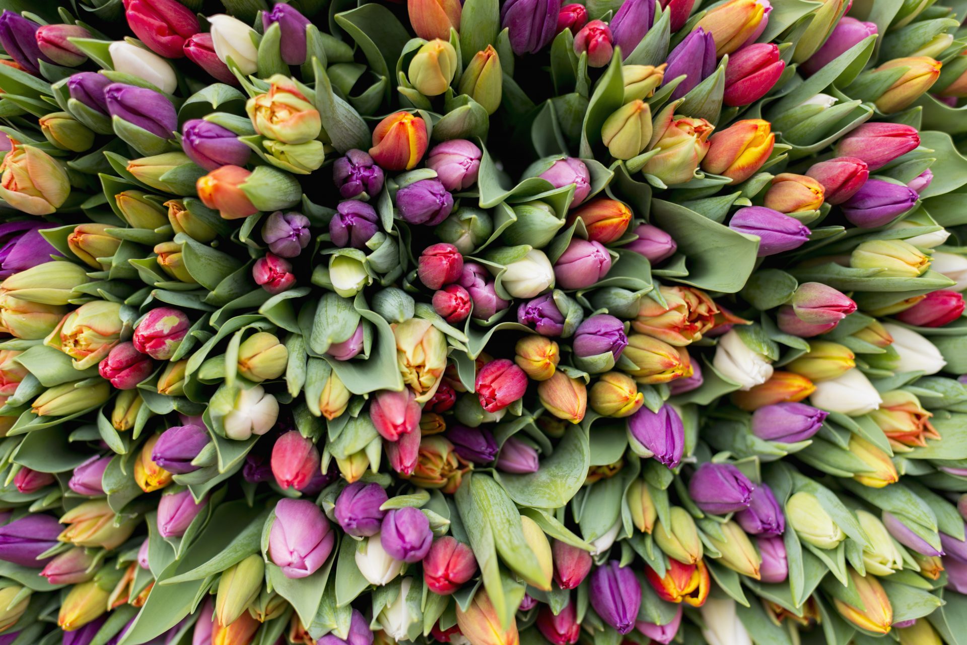 Turkey: tulips