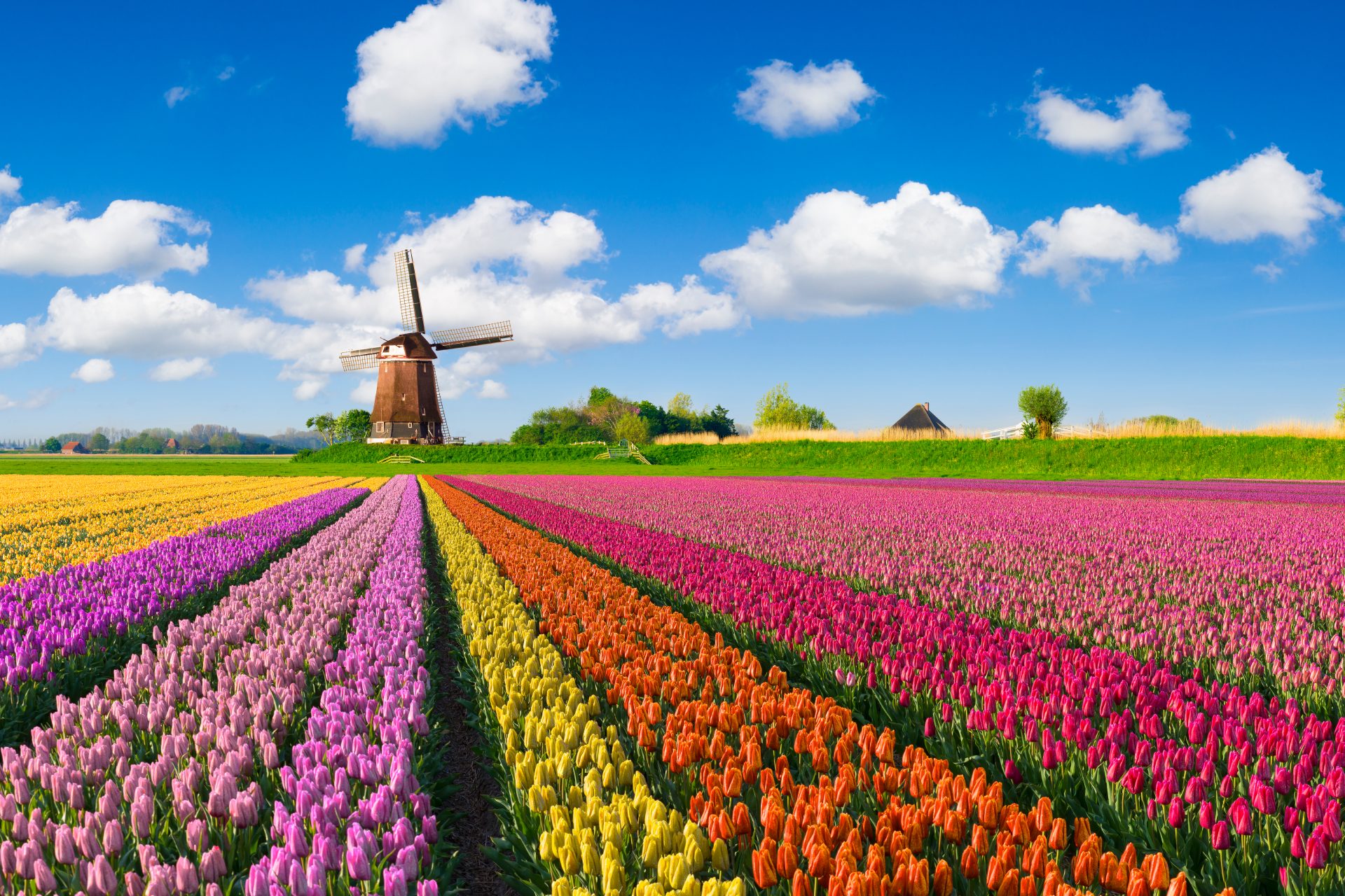 Pays-Bas : la tulipe