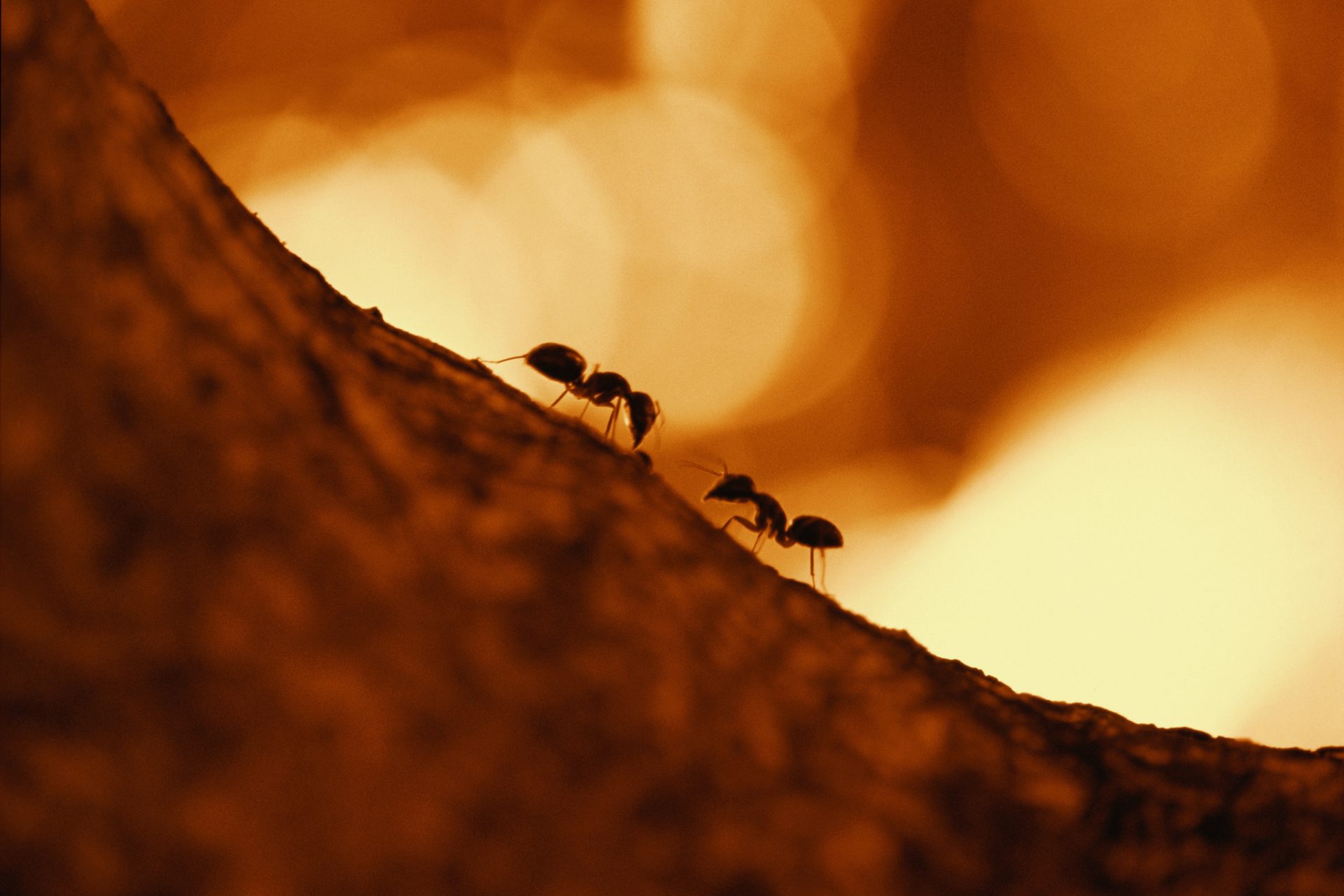 Ameisen als Bauern 
