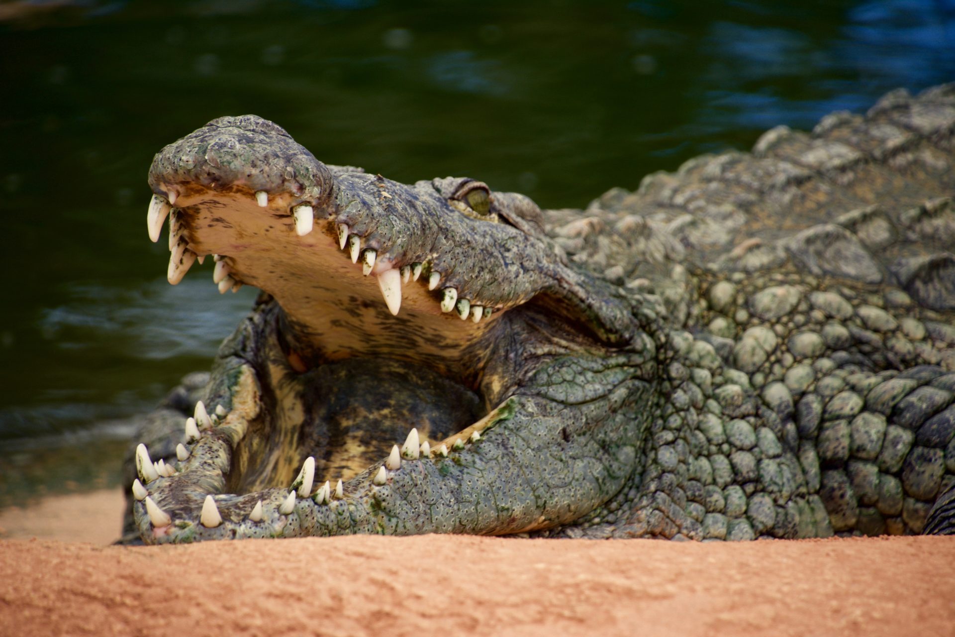 7. Crocodile