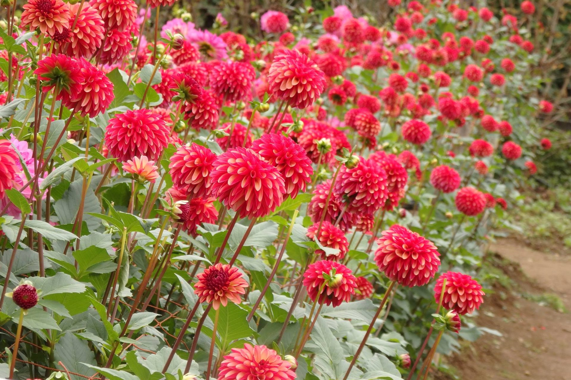 両神山麓花の郷ダリア園／埼玉県