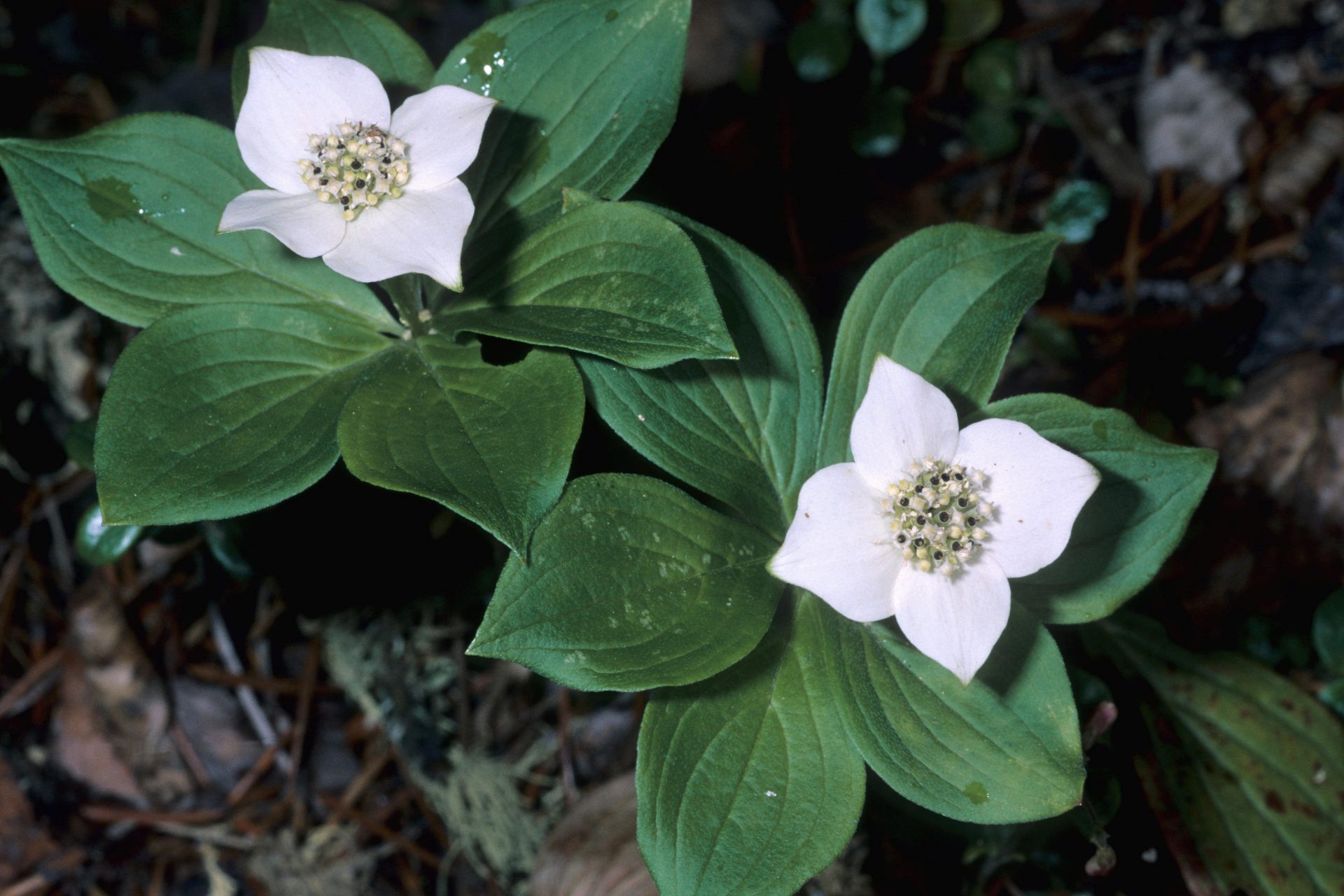 Canada: bunchberry