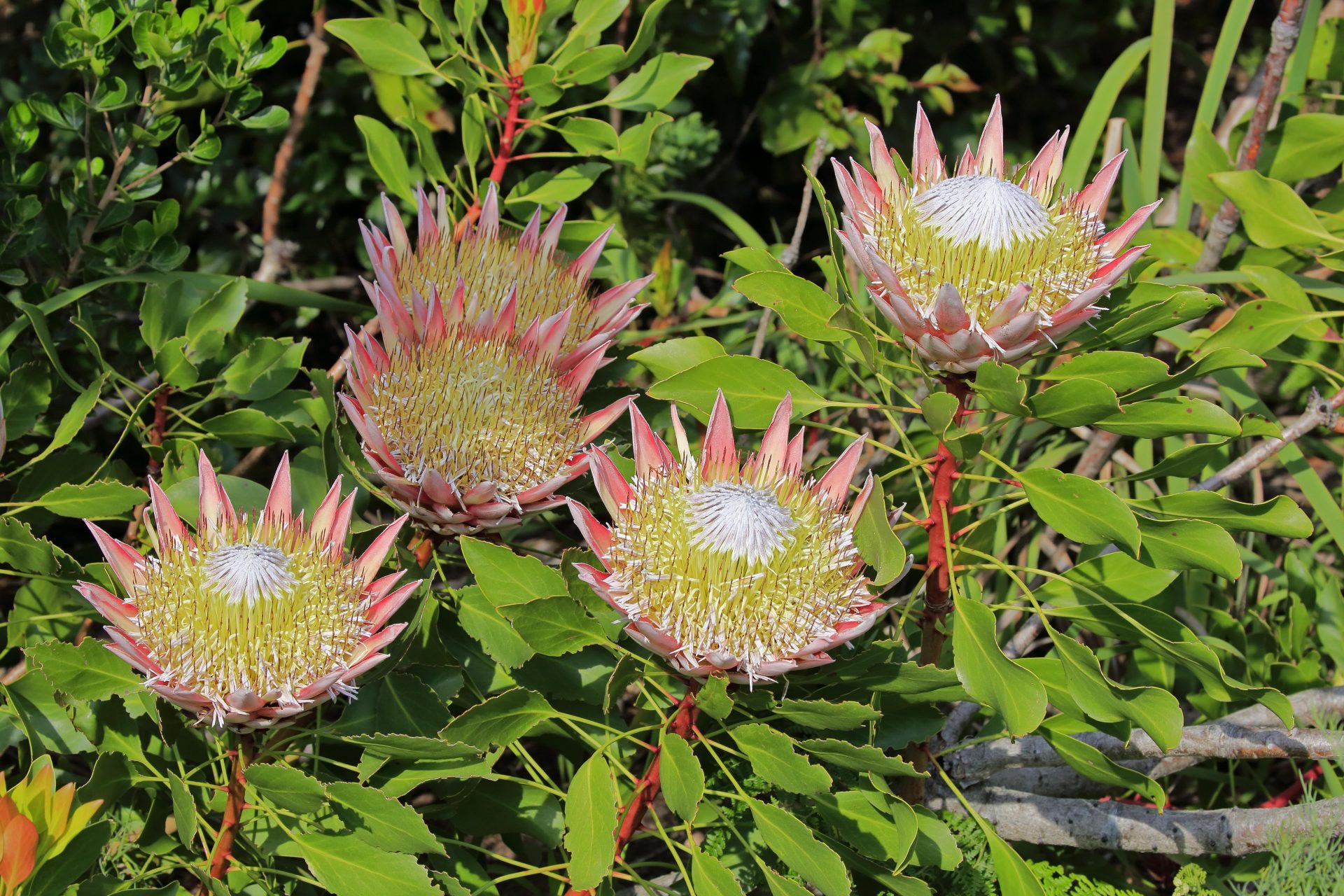 Afrique du Sud : le protea