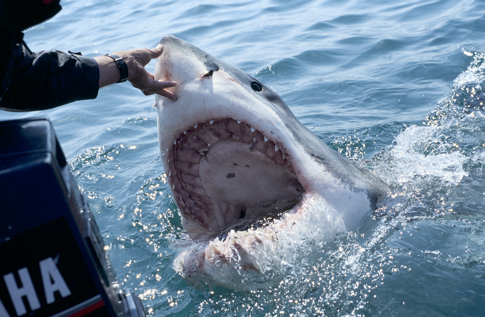 The most shark-infested beaches in the world