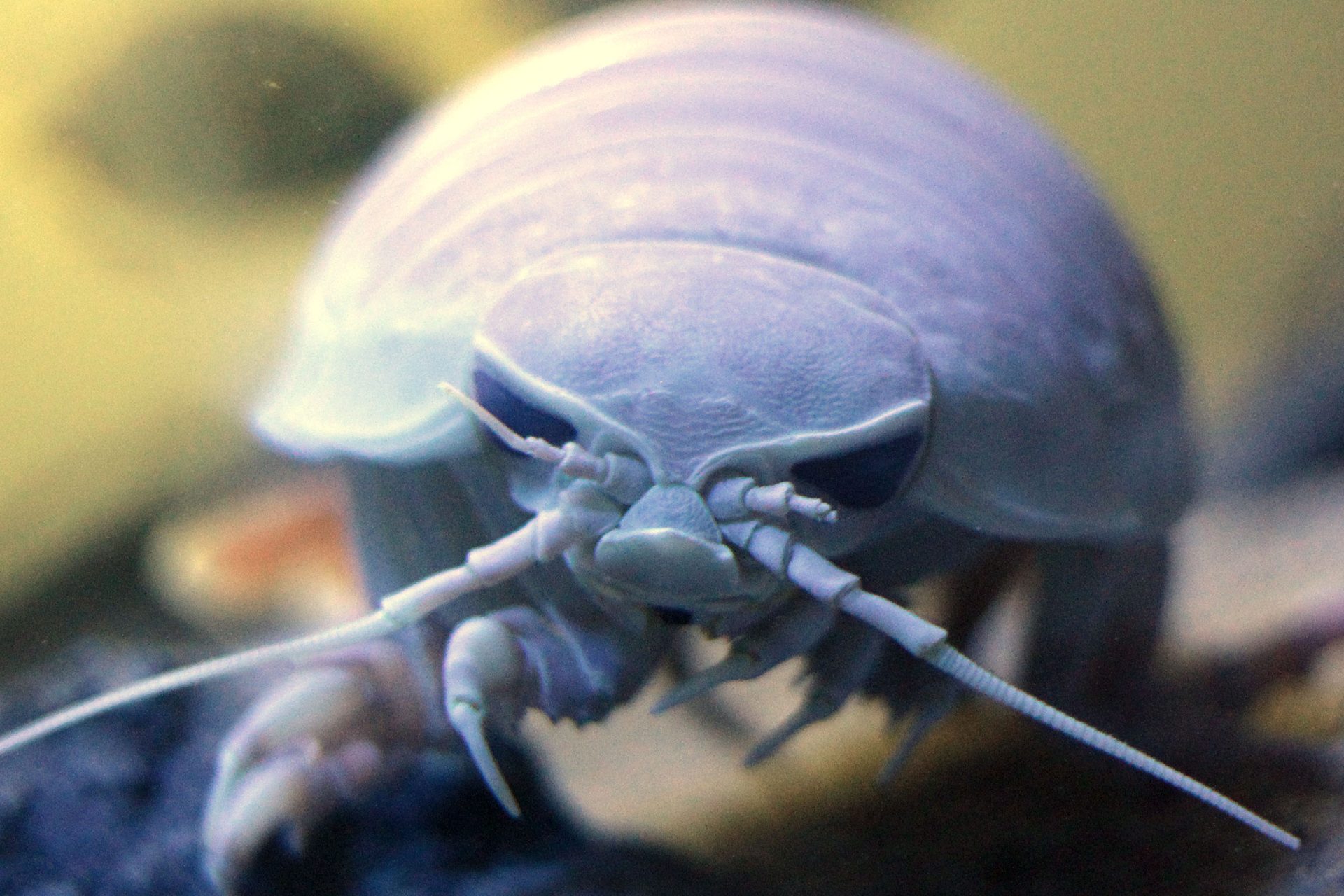 Riesen-Isopode