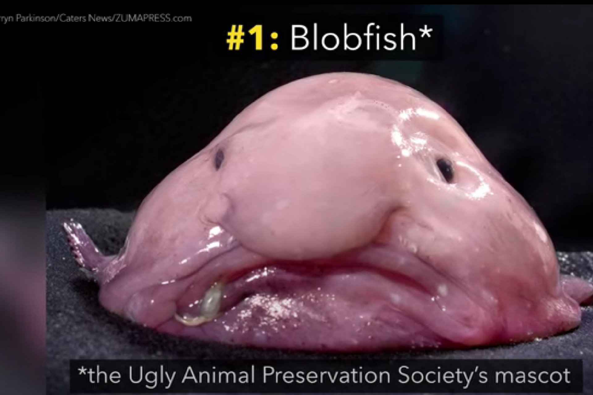 Le blobfish