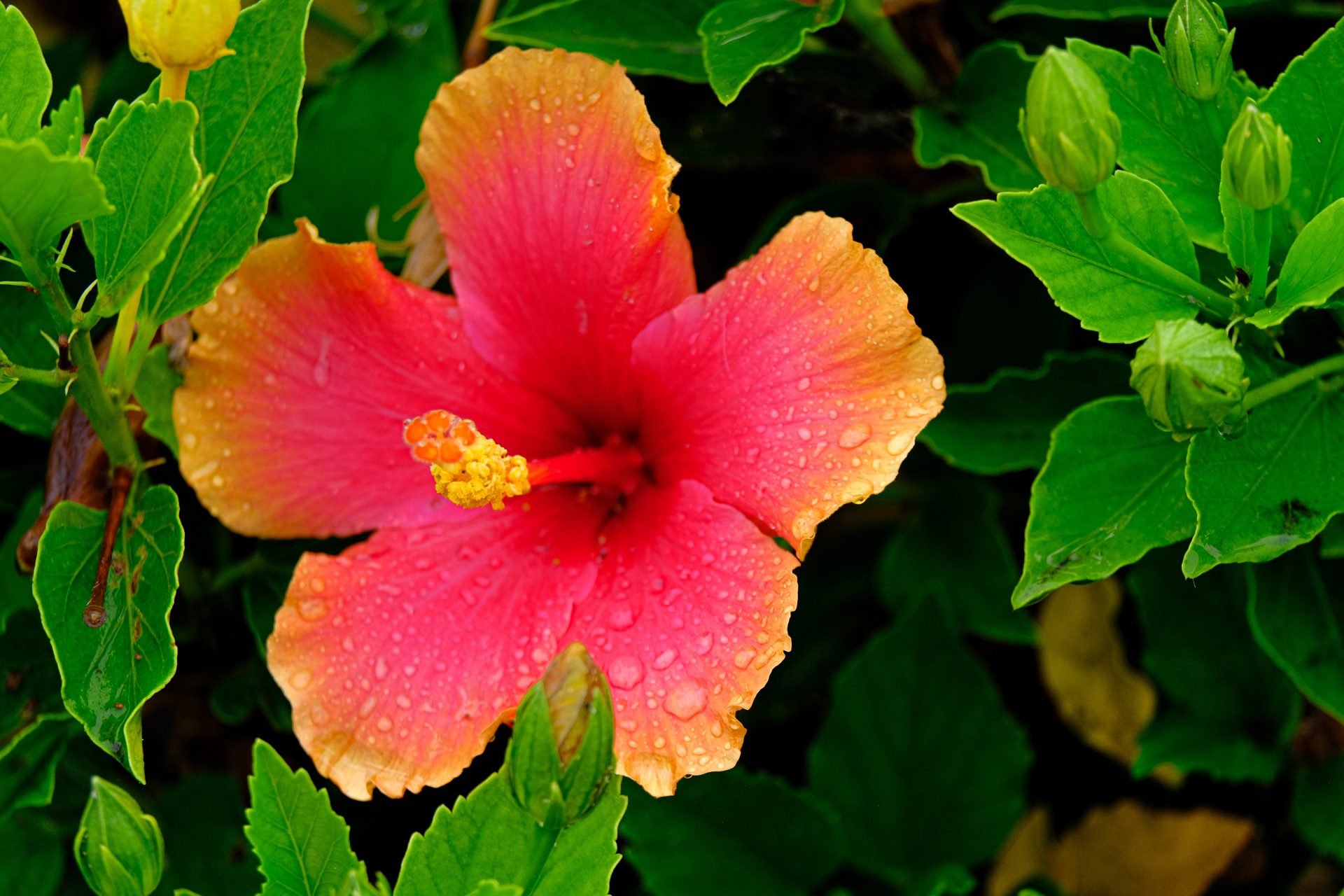 Malaysia: Hibiscus rosa-sinensis
