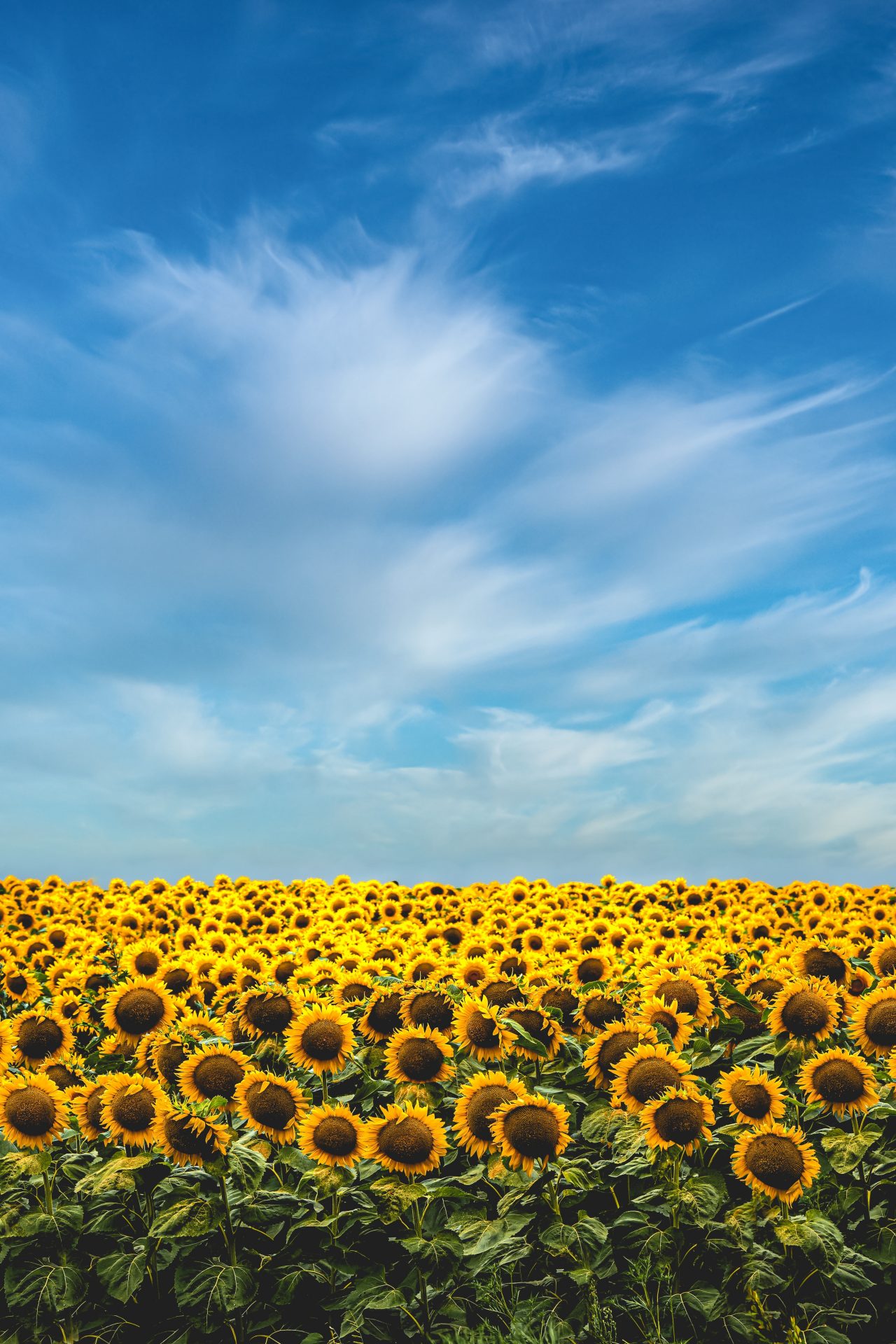 Ukraine: sunflower
