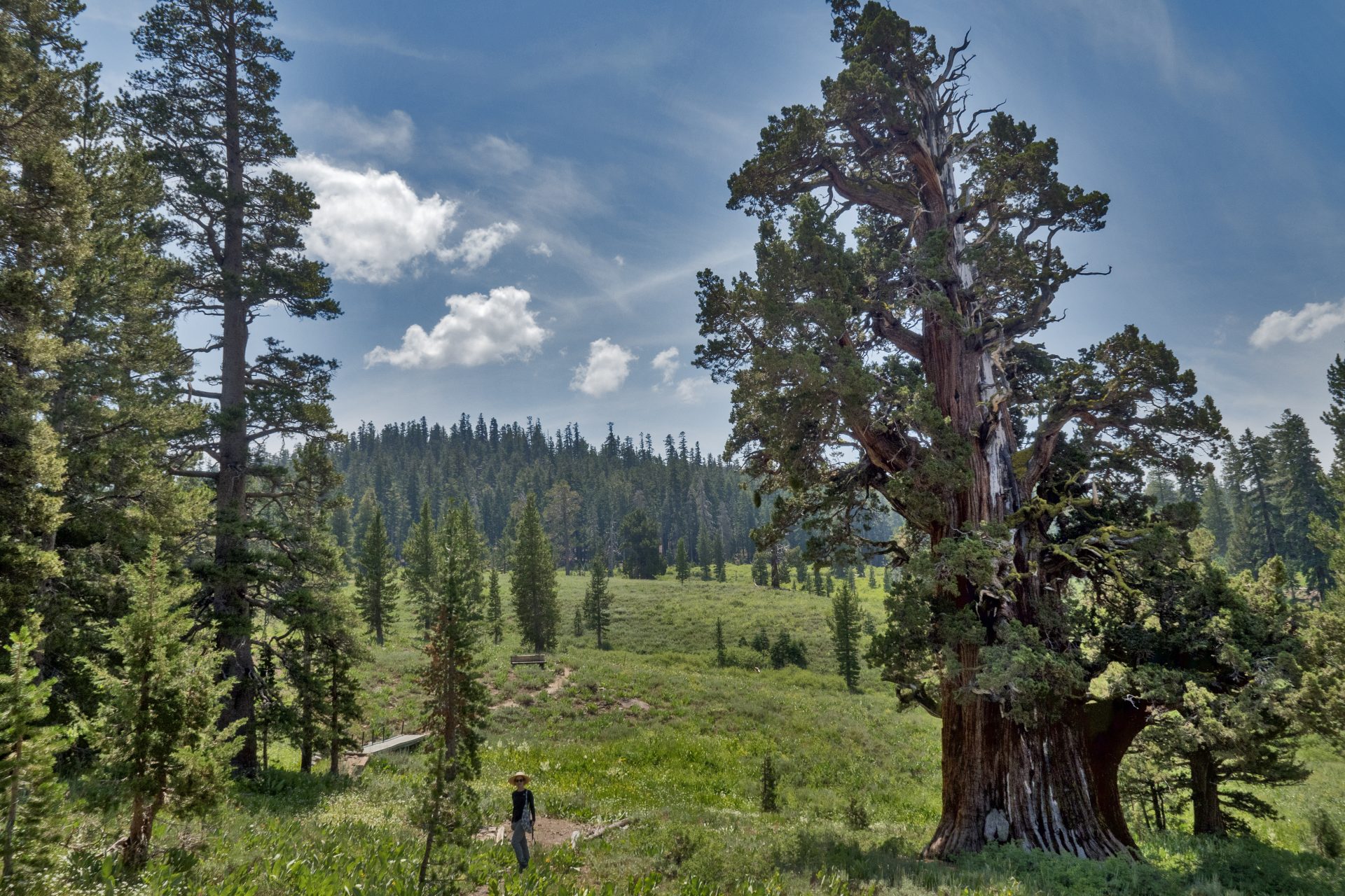 Bennett Juniper, California- Around 3,000 years old 