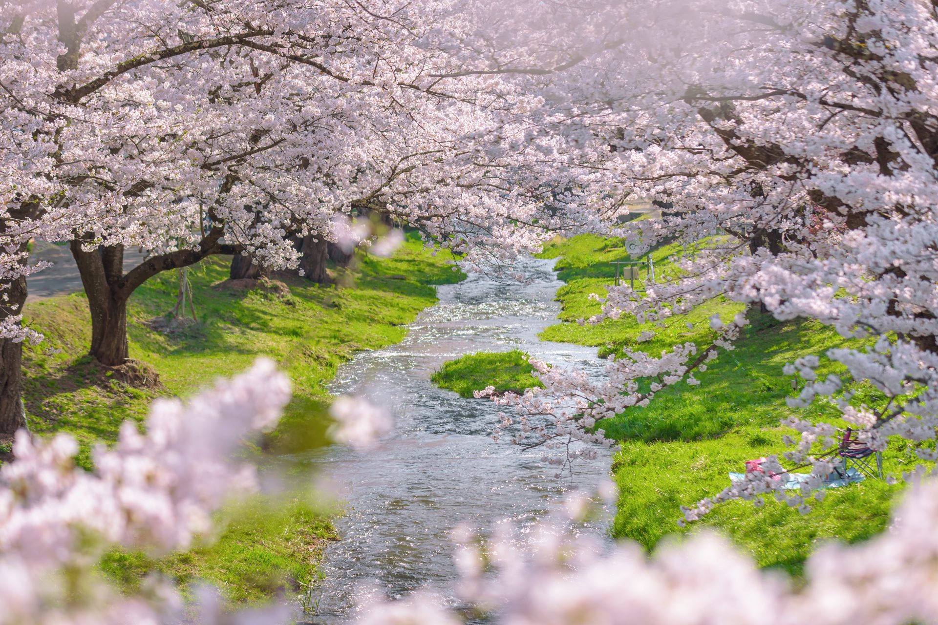 桜の花びらが落ちる速度