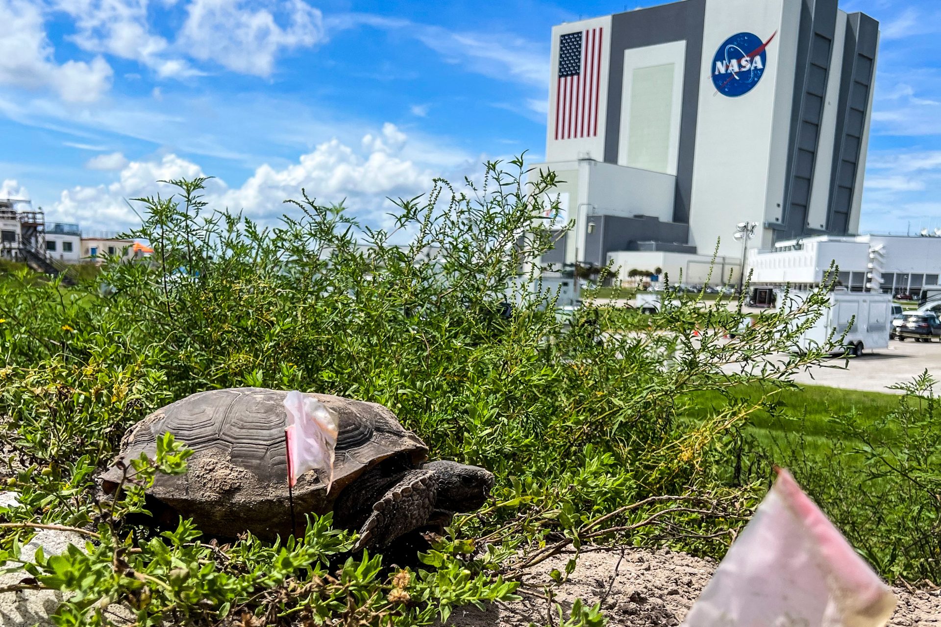 The first animals in deep space? Two tortoises 