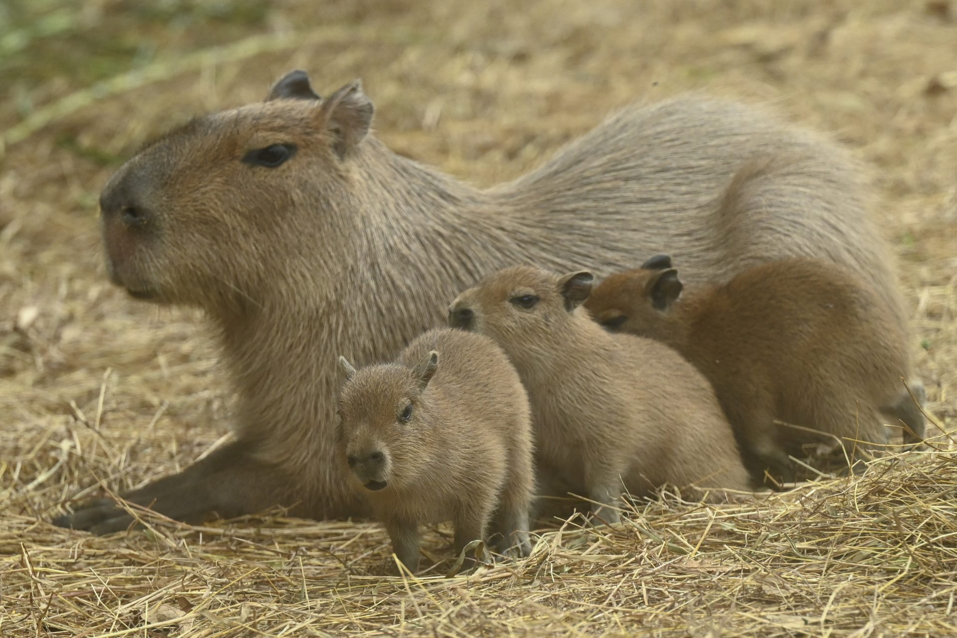 Conosci il capibara, l'adorabile animale che sta spopolando sul web?