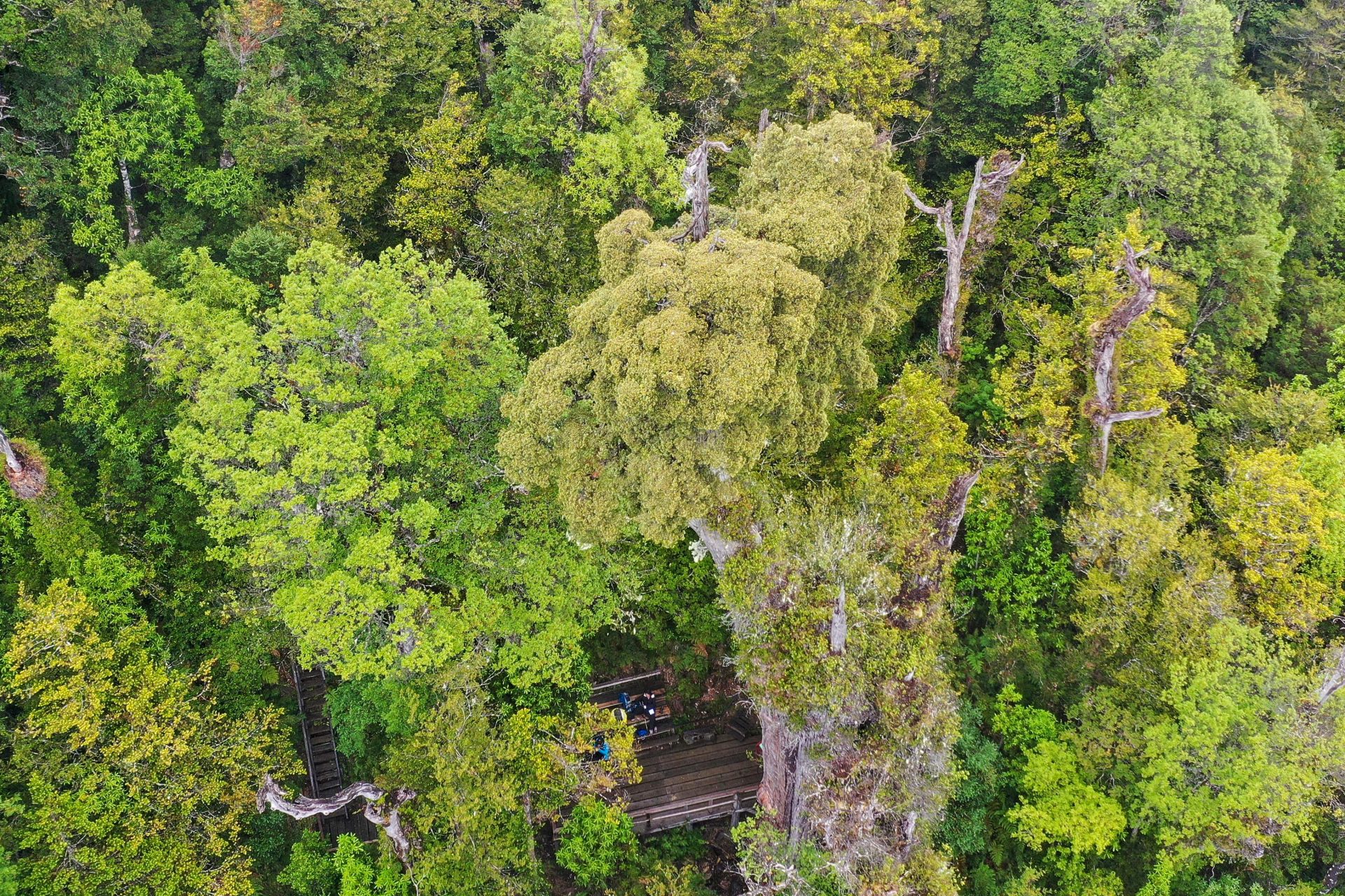 10 m² Regenwald