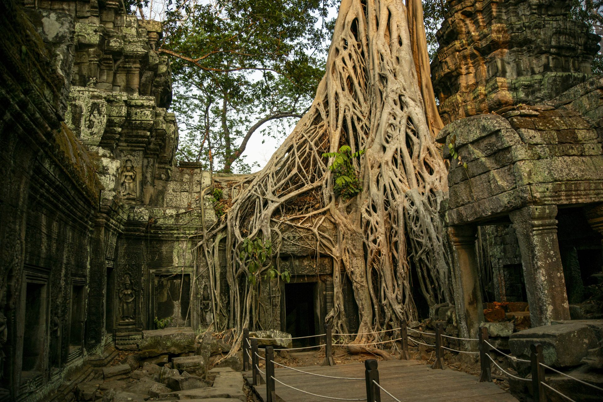 Temple Ta Prohm, au Cambodge
