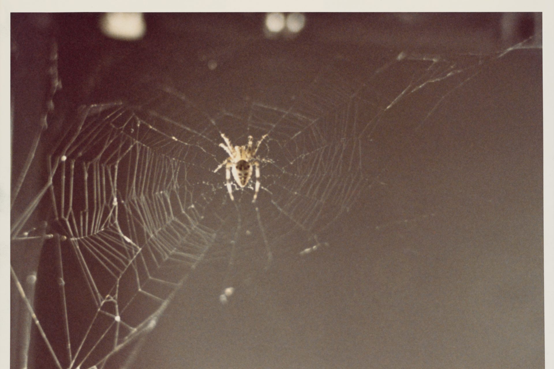 Spiders keep spinning, even in space