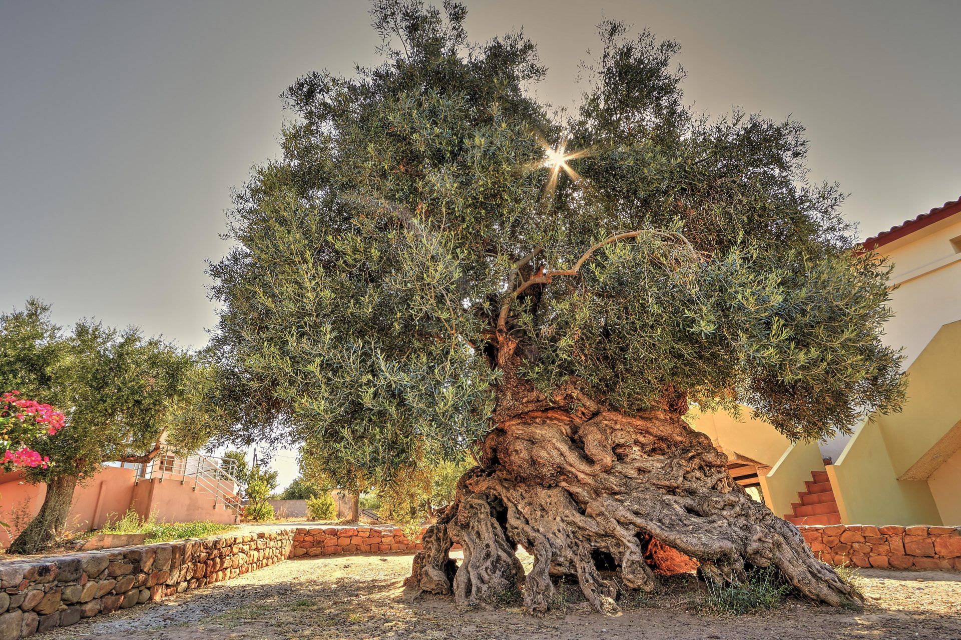 Olive Tree of Vouves, Greece - Over 3,000 years old