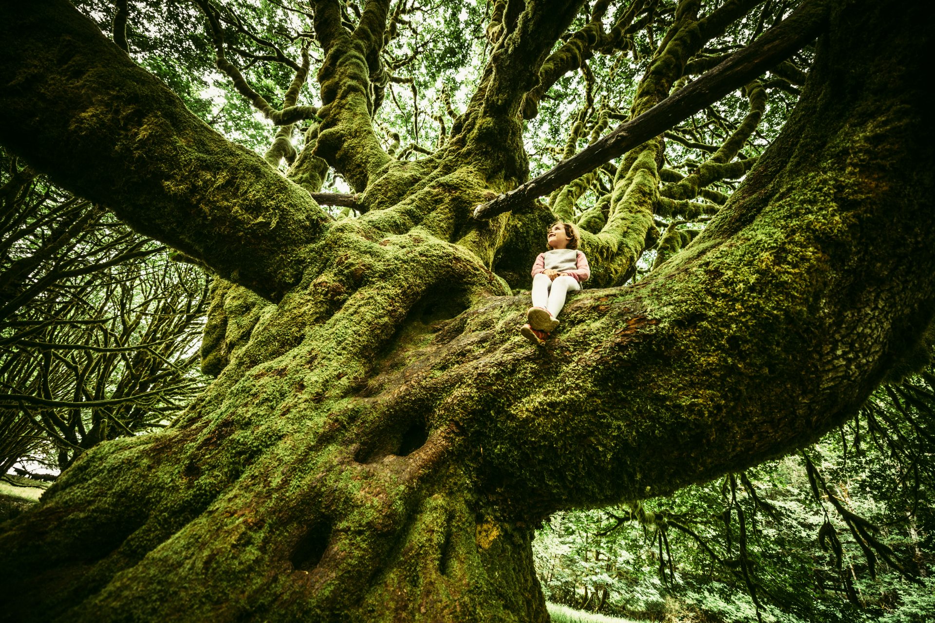 Meet the world’s most ancient trees 