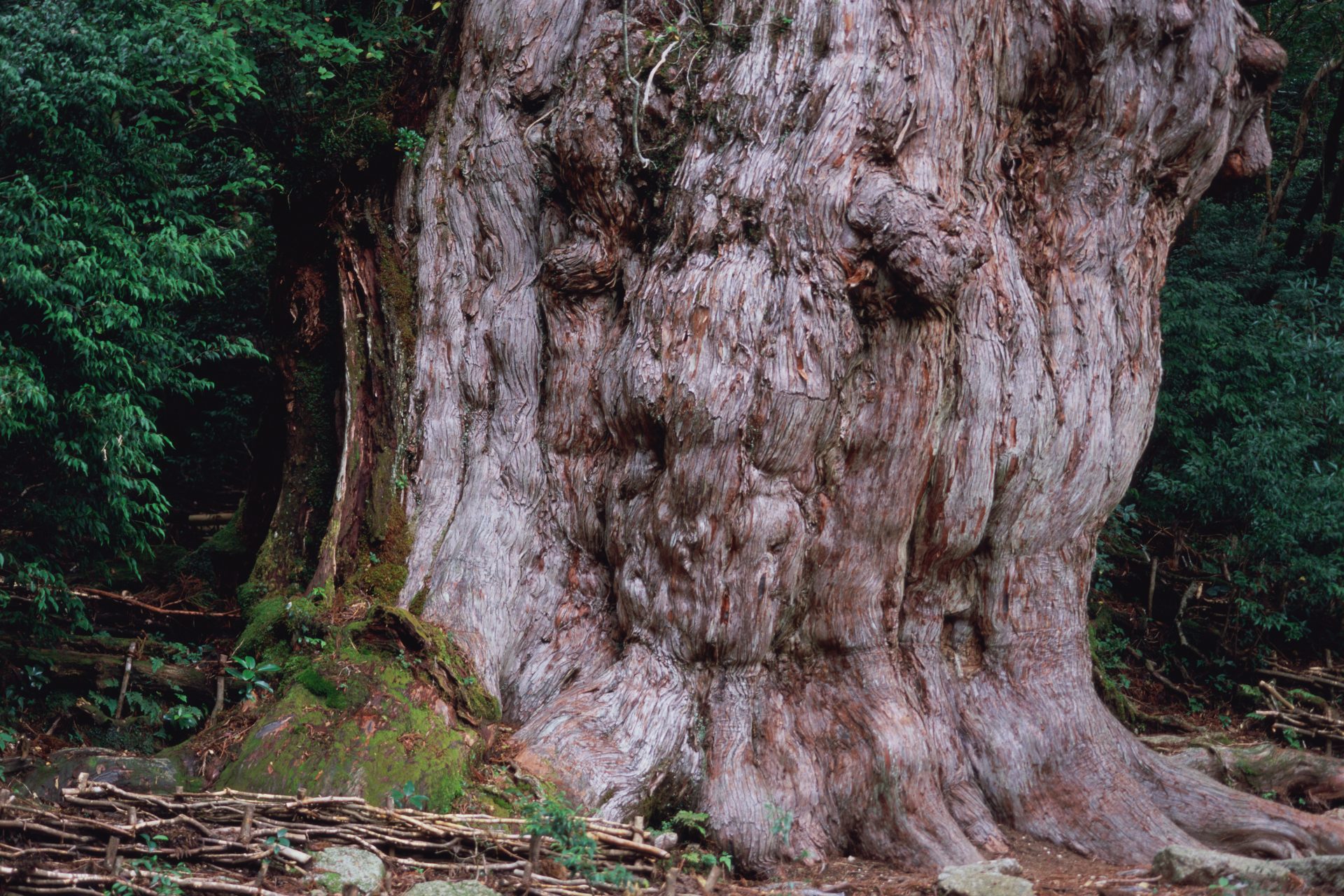 Jōmon Sugi, Japan - Between 2,000 and 6,000 years old