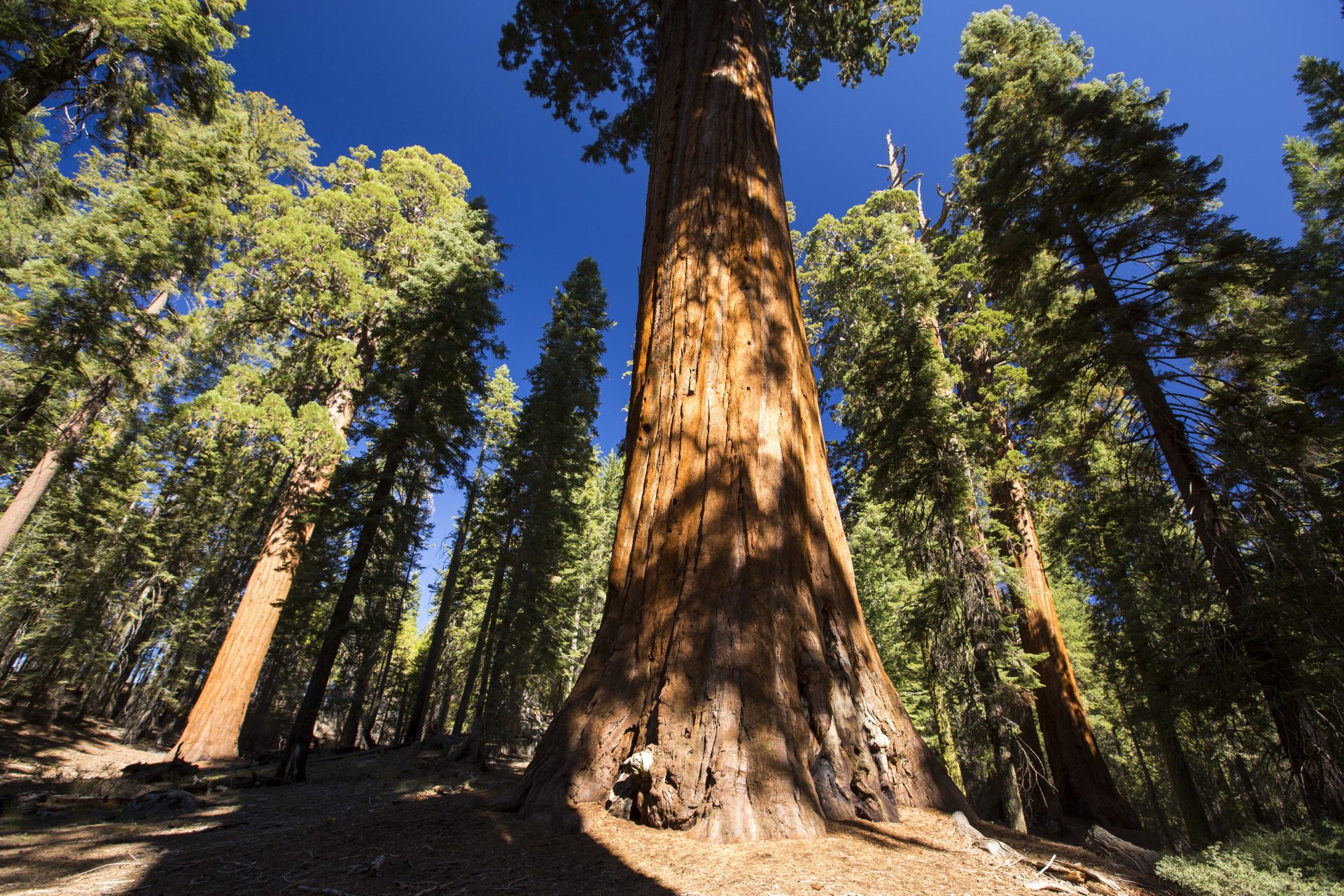 General Sherman, California - Around 2,500 years old