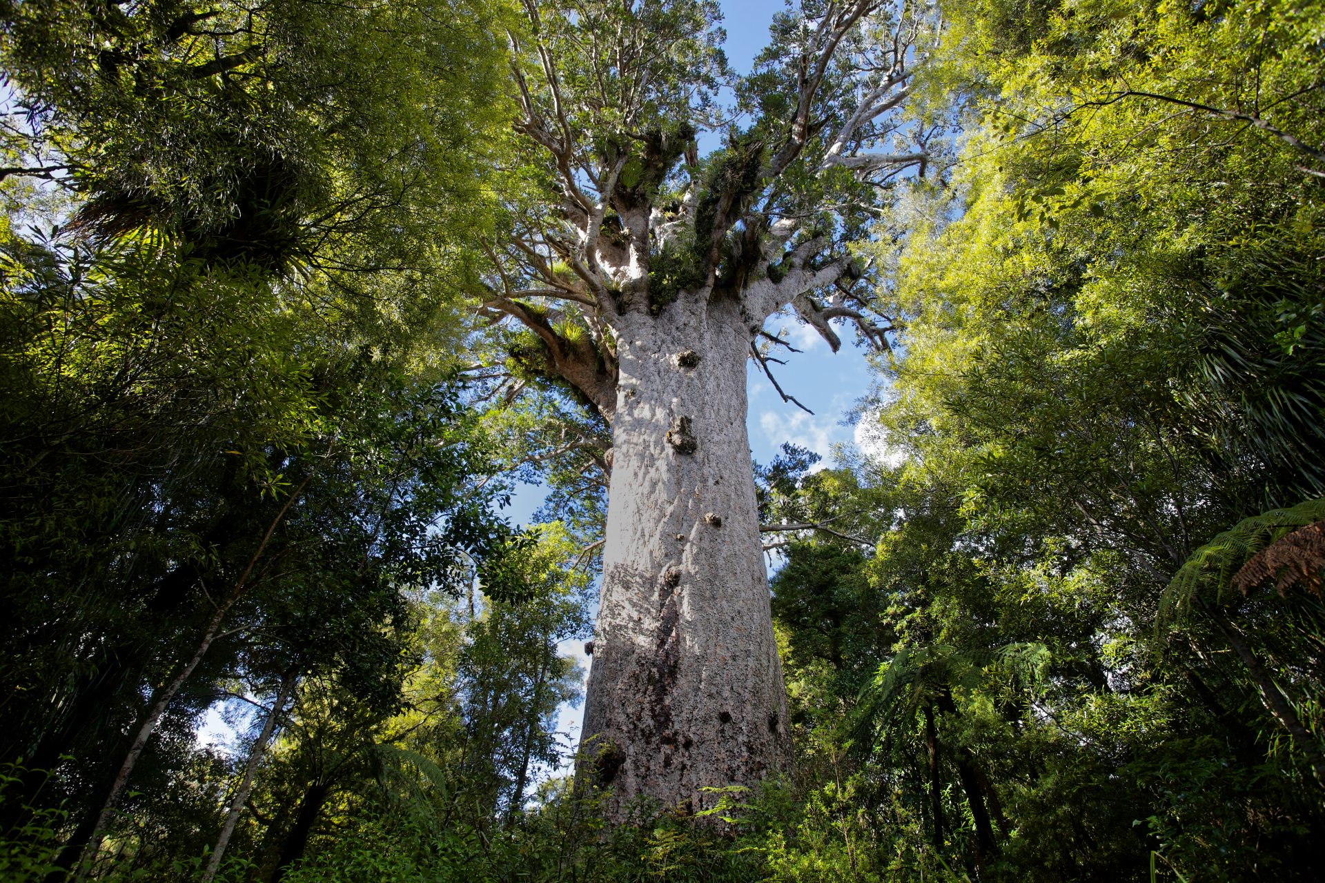 Tāne Mahuta (God of the Forest), New Zealand - Between 1,250 and 2,000 years old