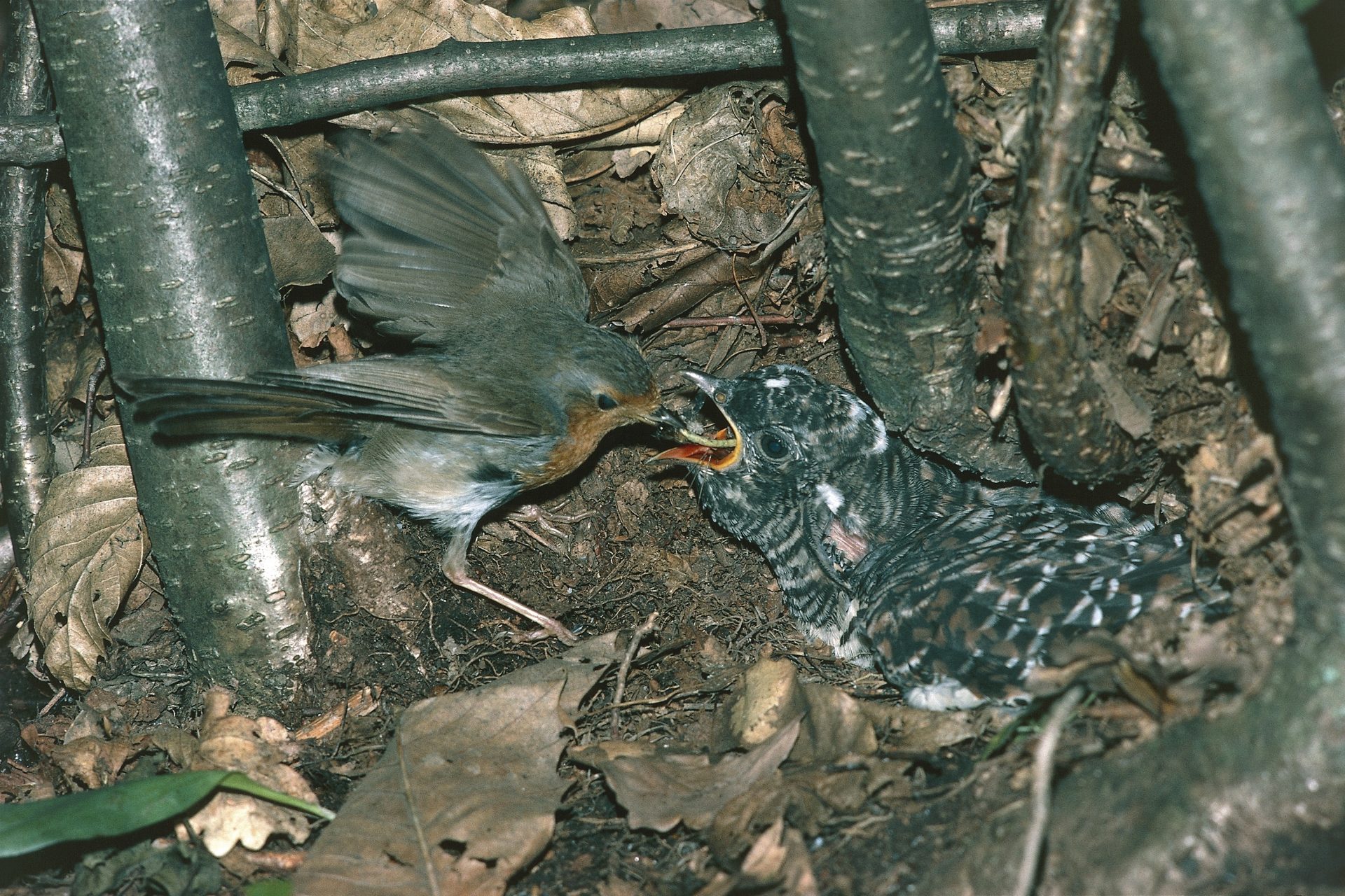 The Cuckoo bird's diabolical fowl play 
