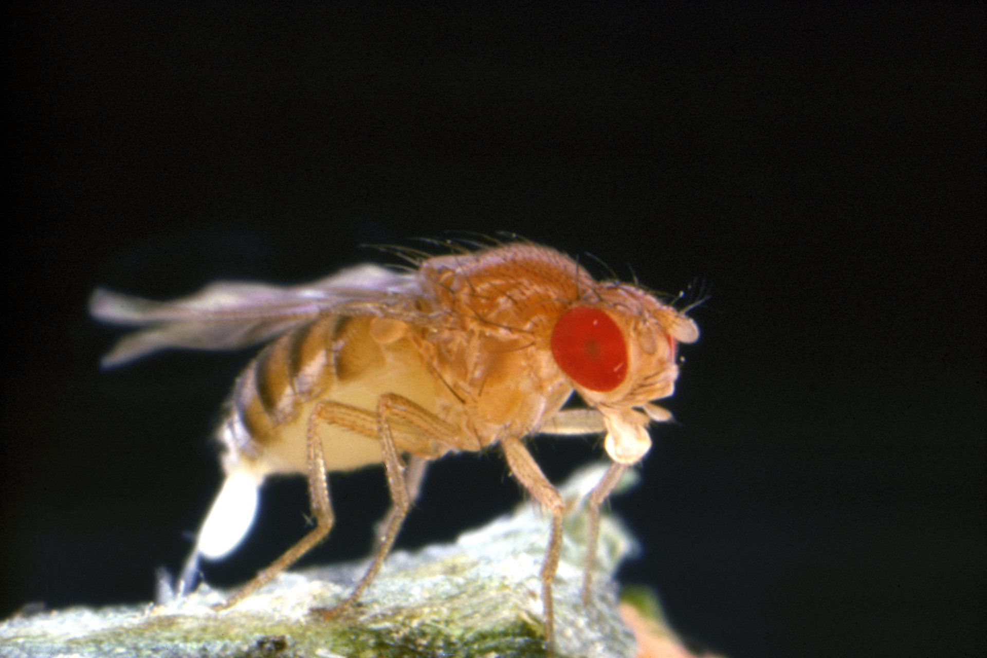 One small buzz for fruit flies, one giant step for mankind