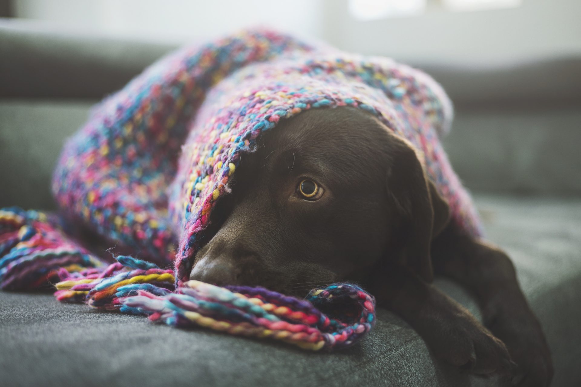 Labrador retriever 