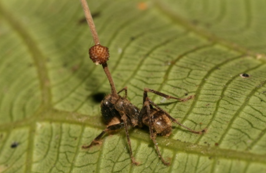 It's real: The zombie-ant fungus