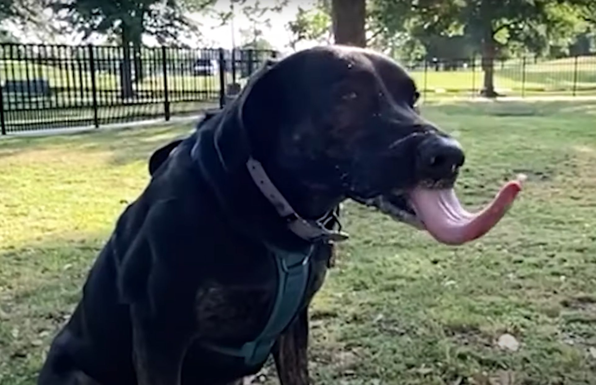 世界で最も長い舌を持つ犬
