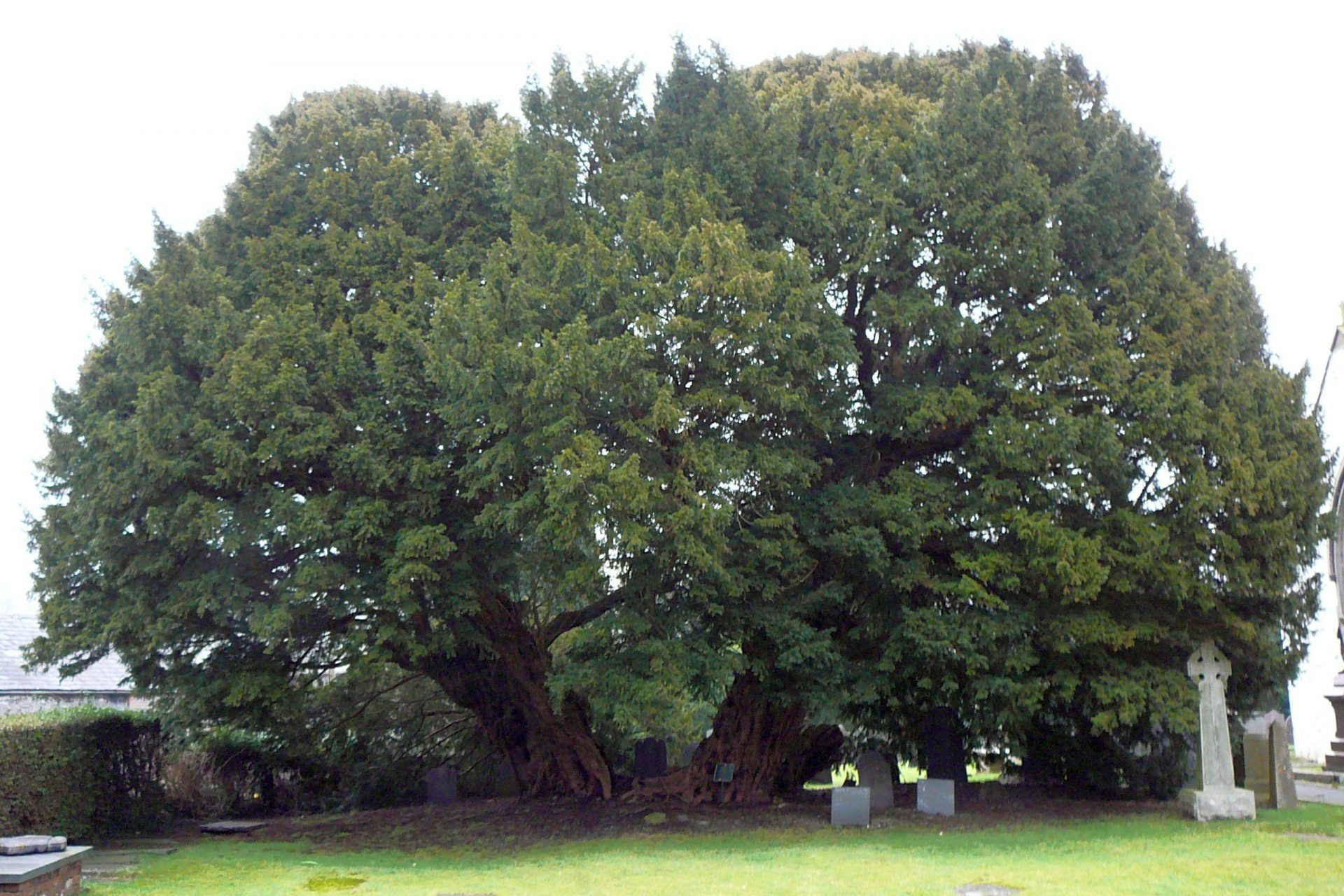 Llangernyw Yew, UK - Around 4,000 years old