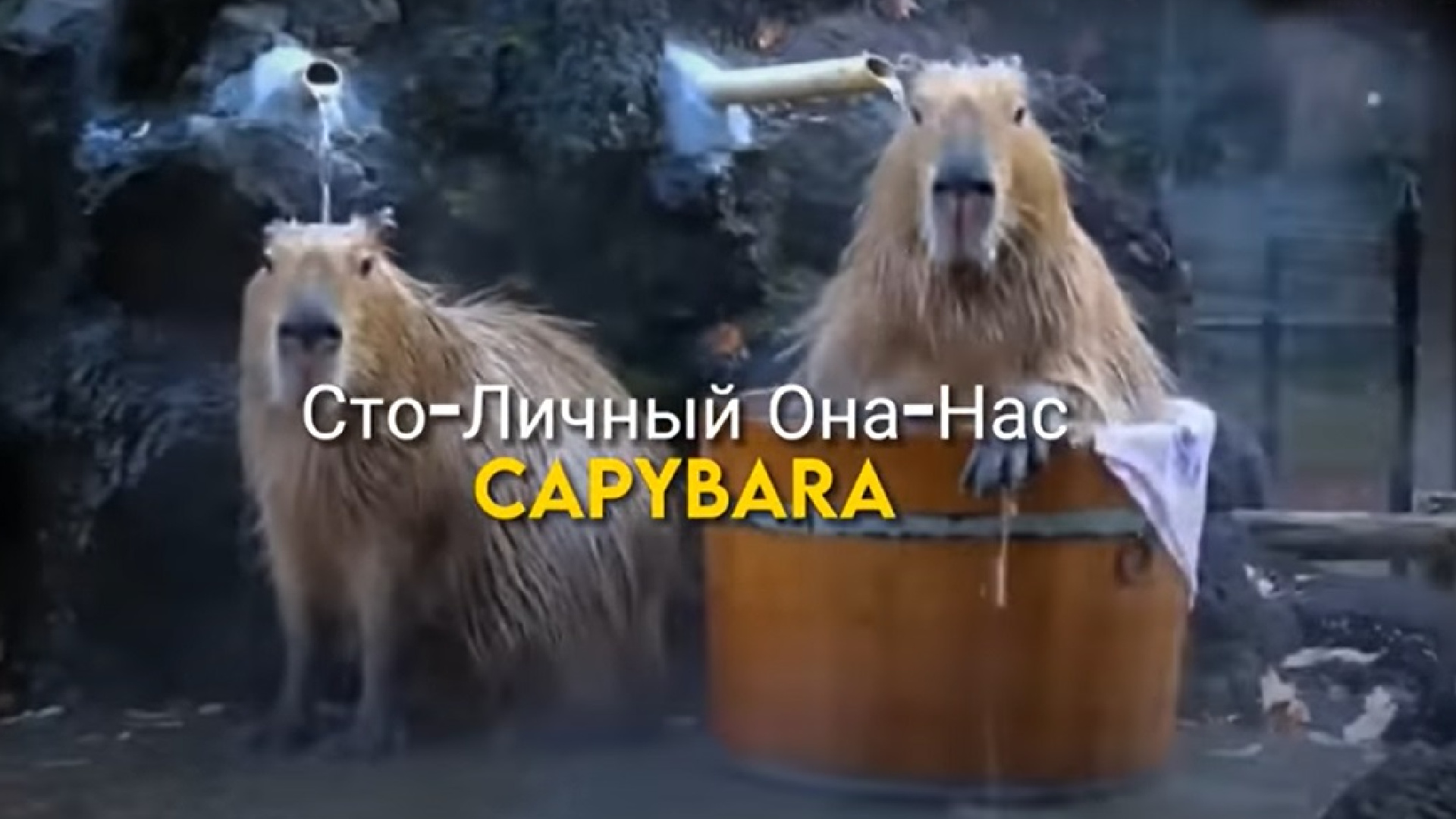 The song 'Capybara'