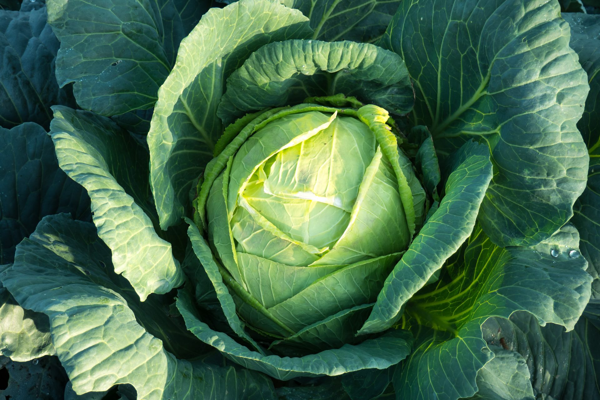 Cabbage: uncut fridge gem
