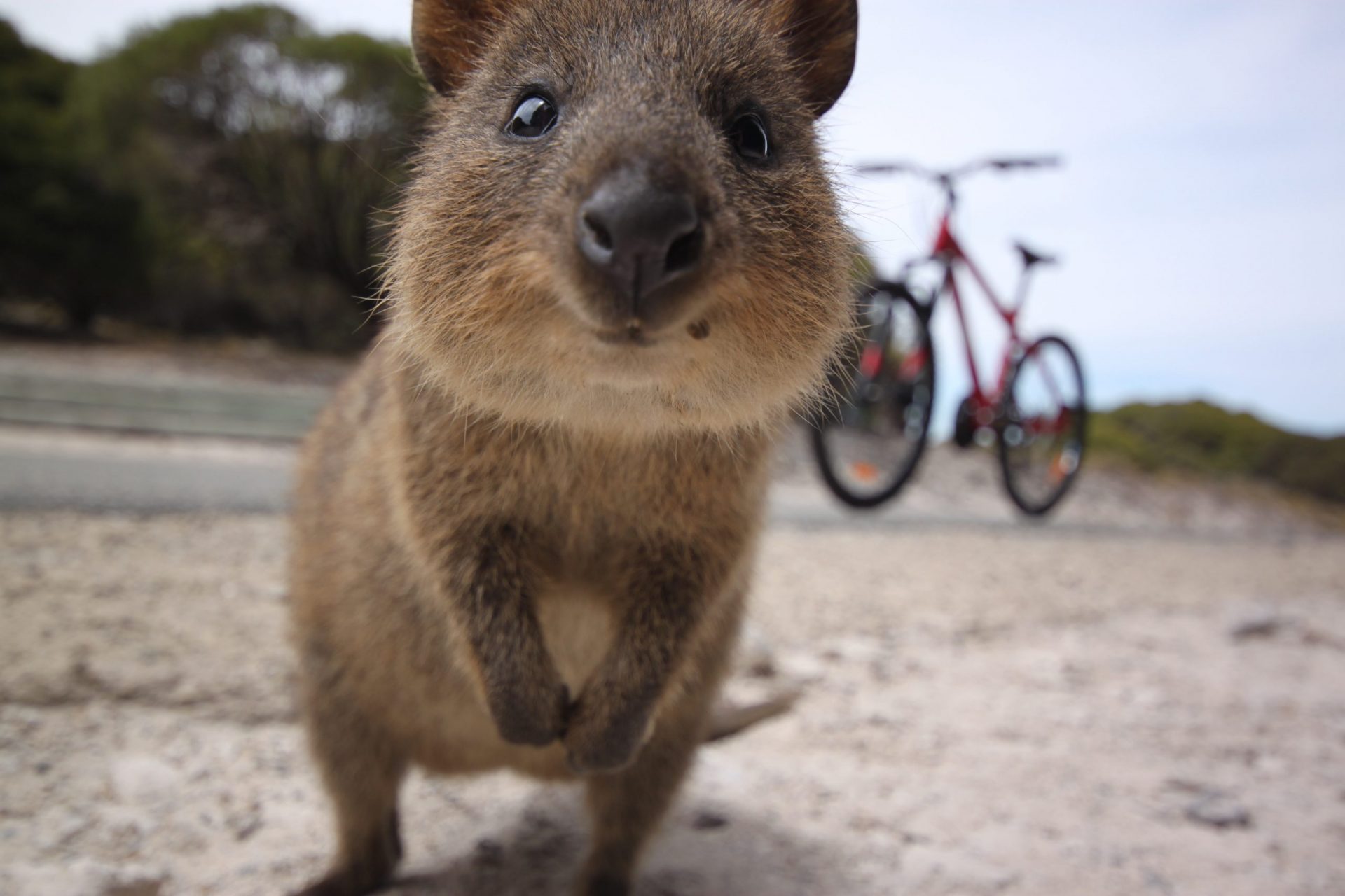 These weird animals call Australia home