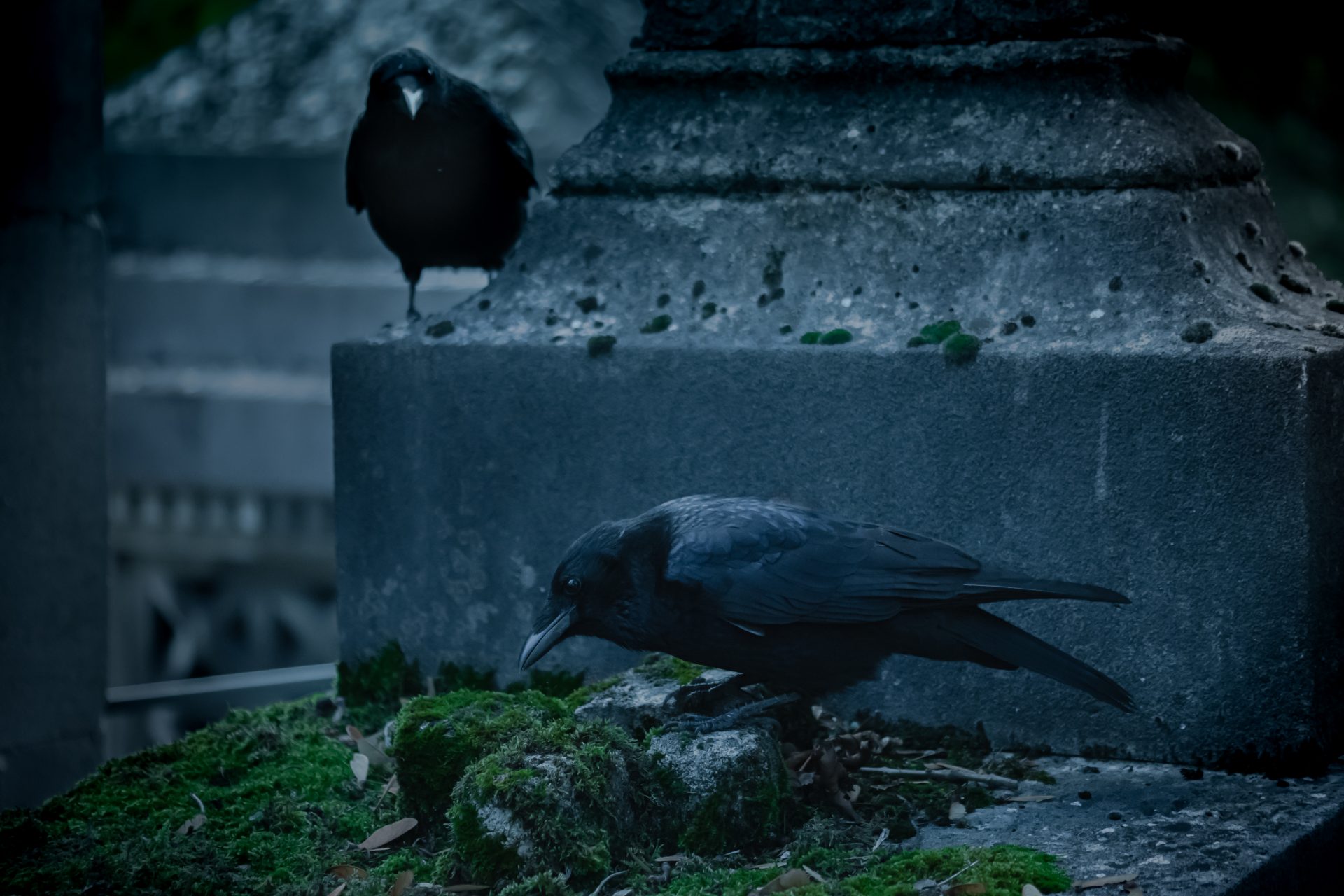 The crows of Japan