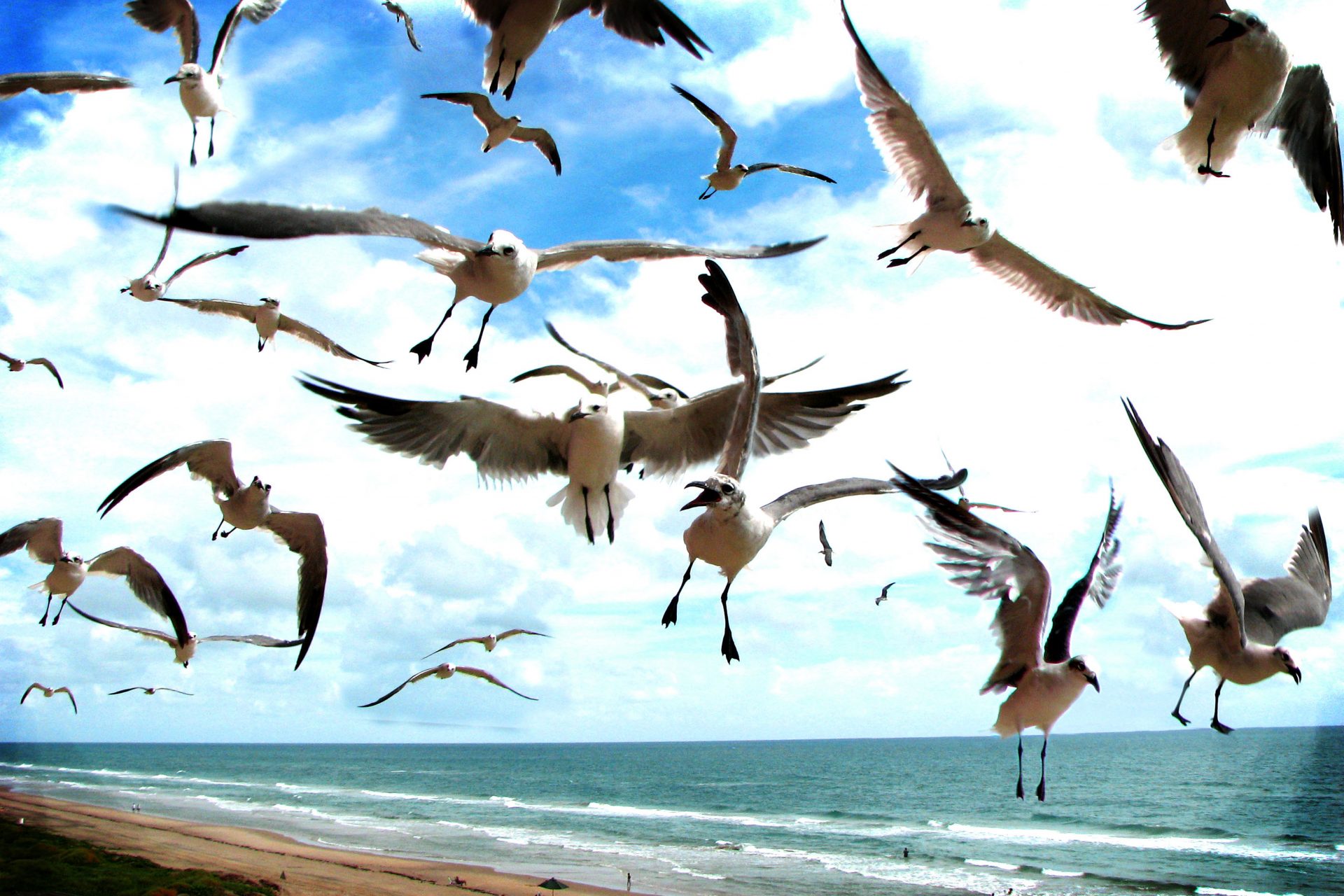 The seagulls