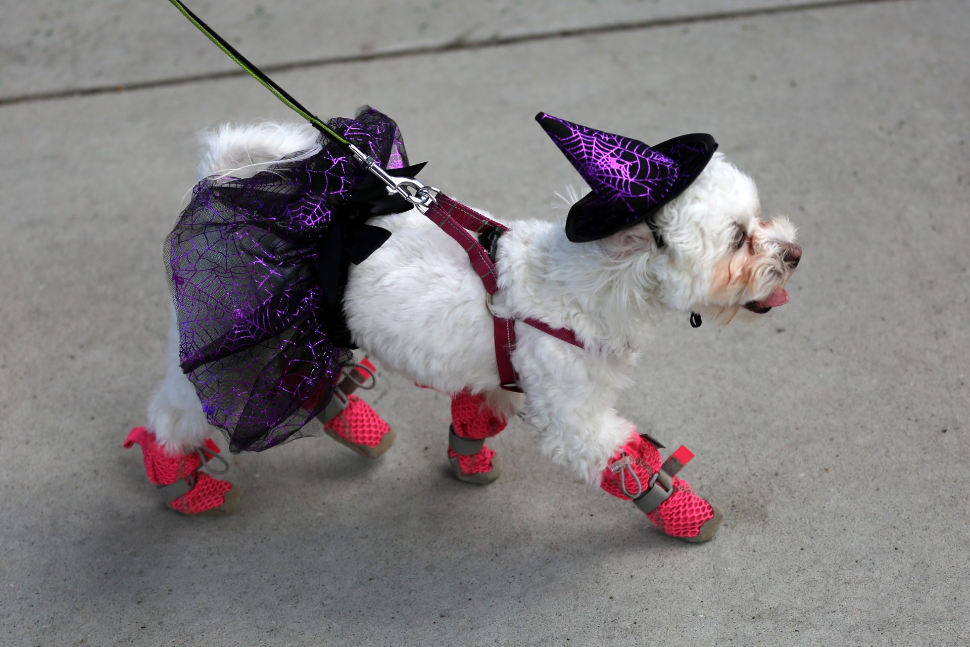 Help wanted: coquette canine looking for her broom