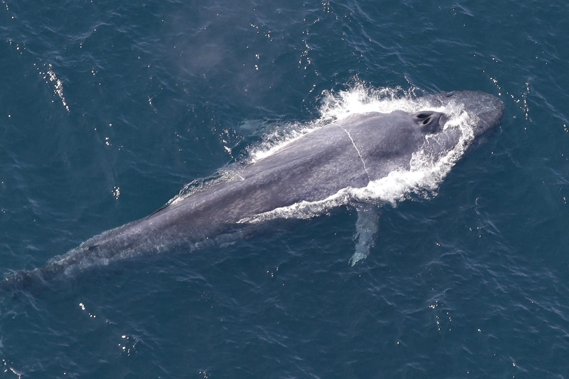 The blue whale: a fascinating animal in photos and facts