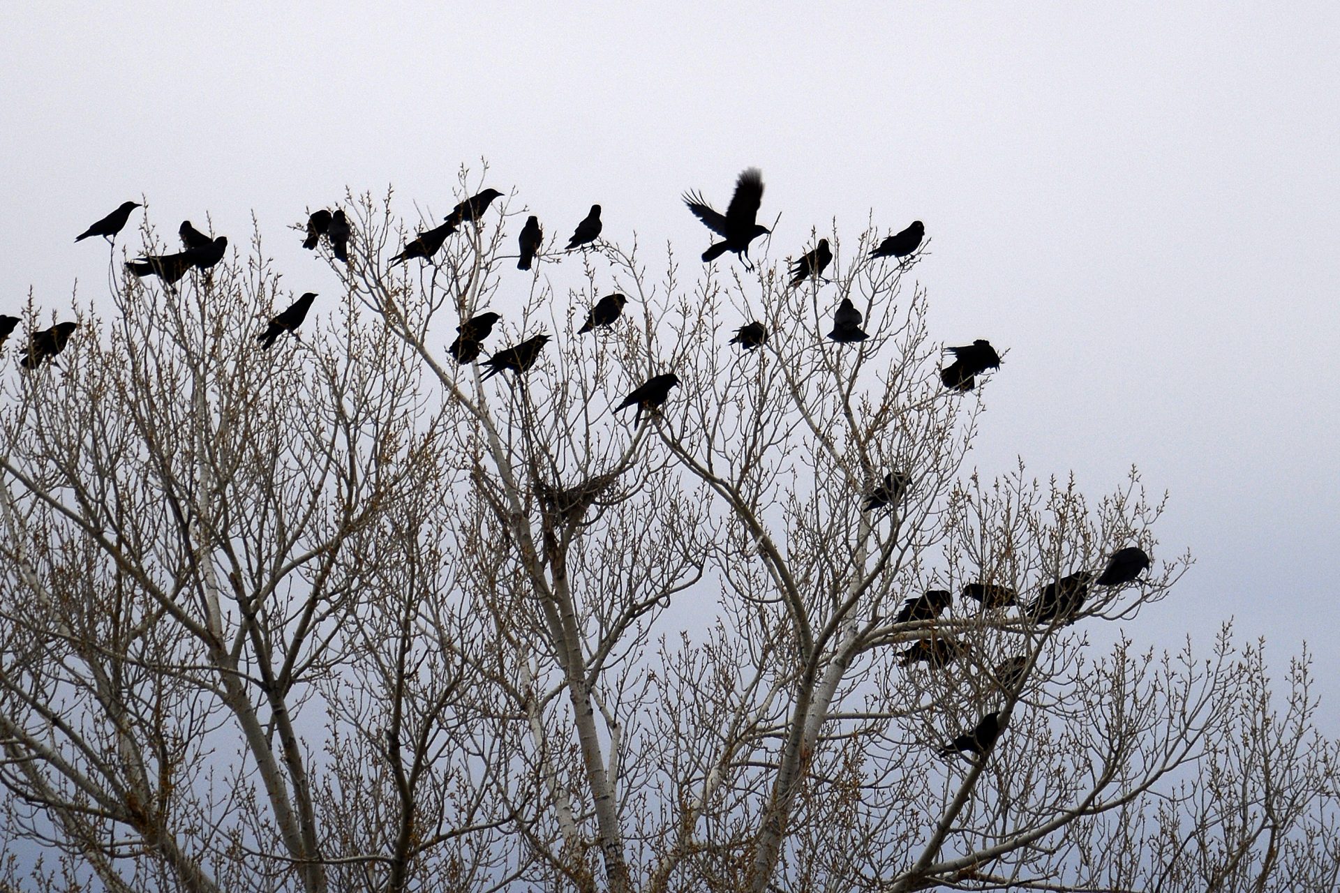 The attack of the jackdaws