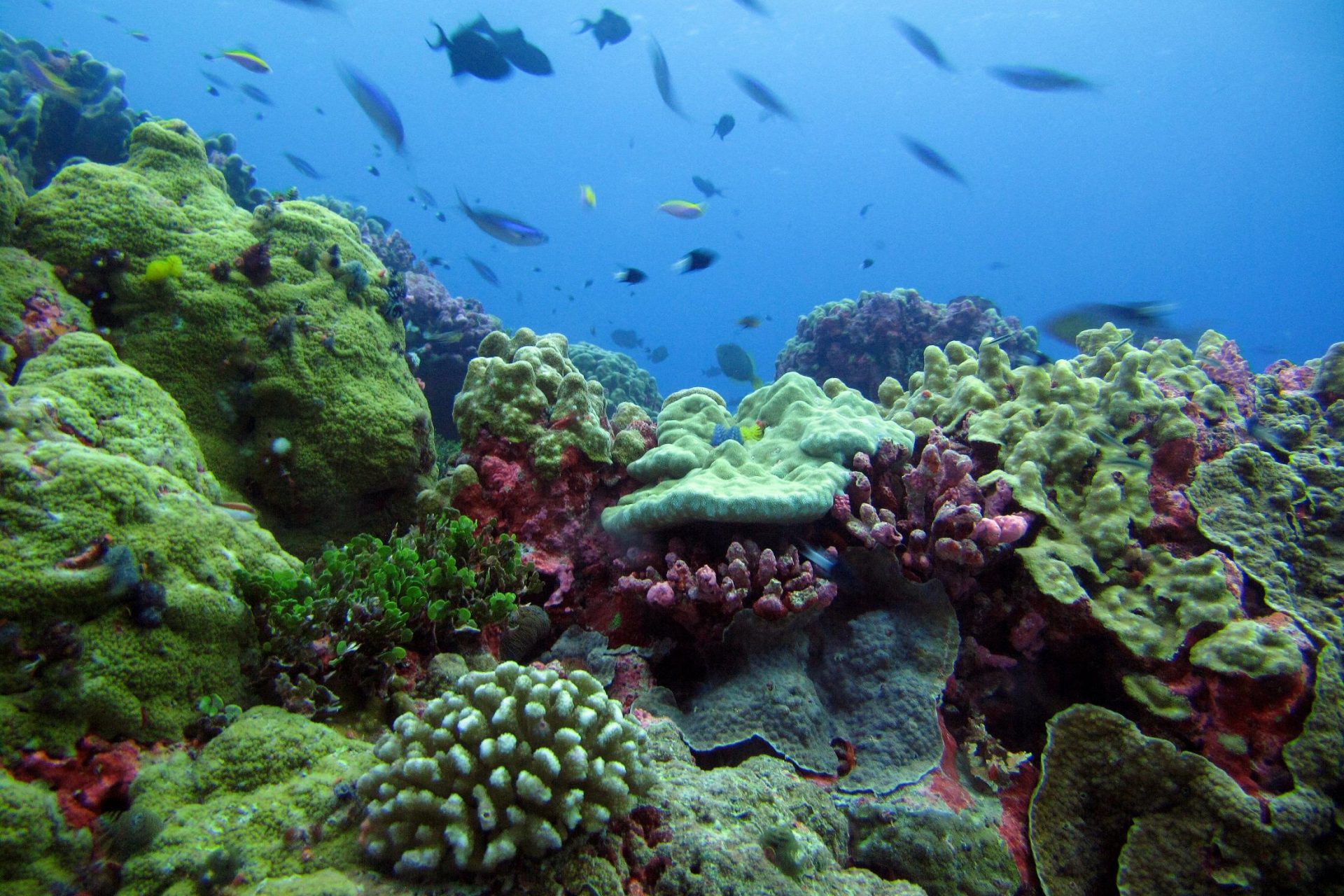 Phoenix Islands Protected Area, Republic of Kiribati