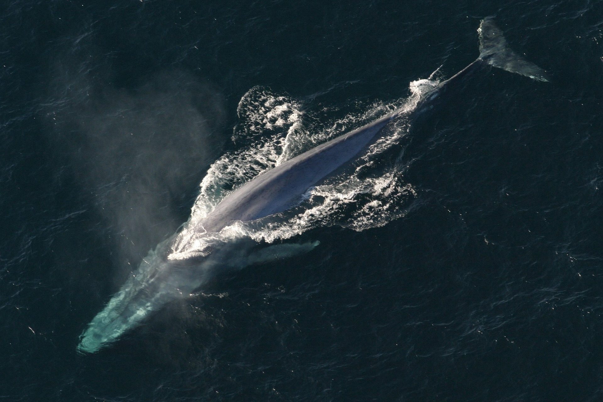 Where can we find blue whales?