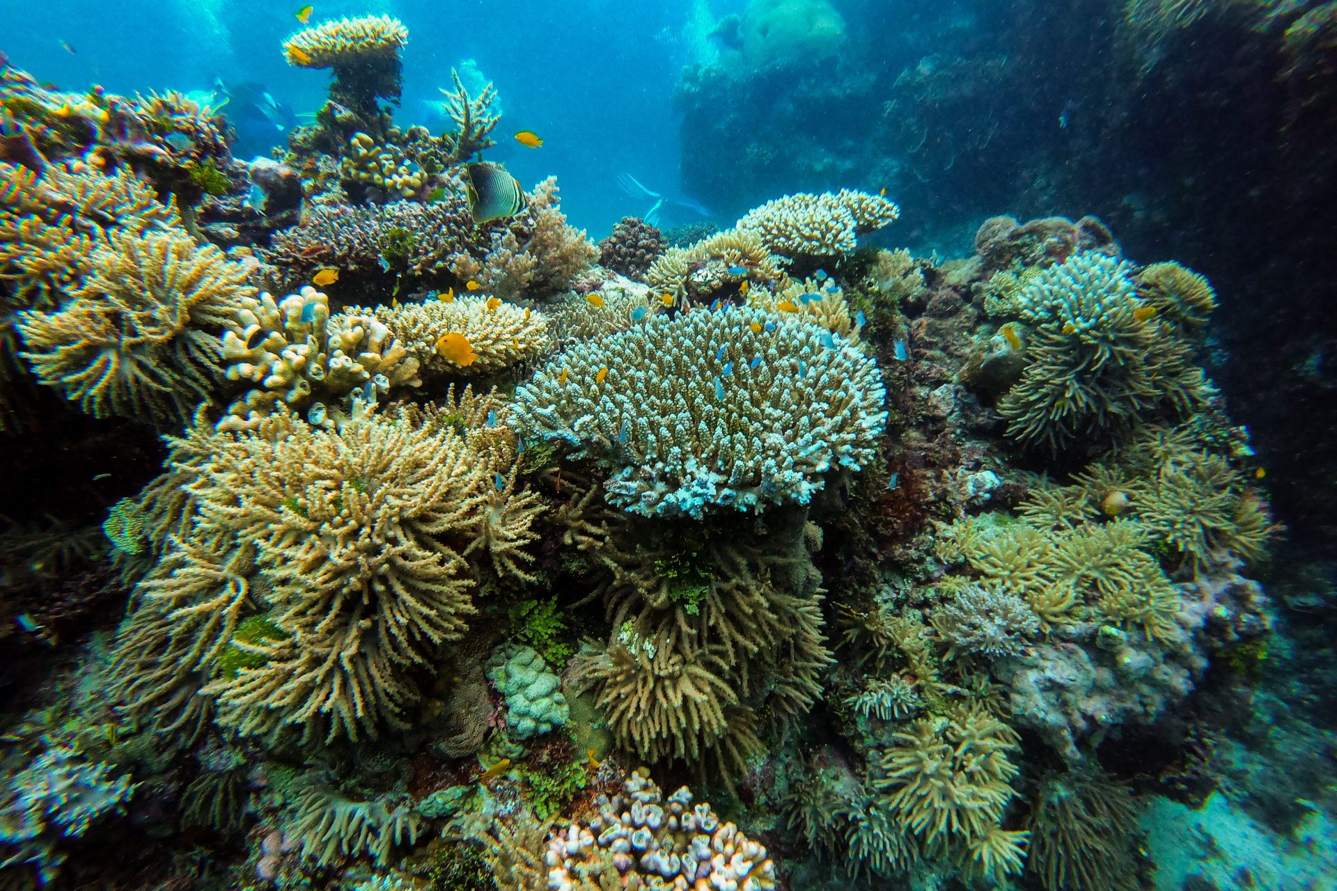 Great Barrier Reef, Australia