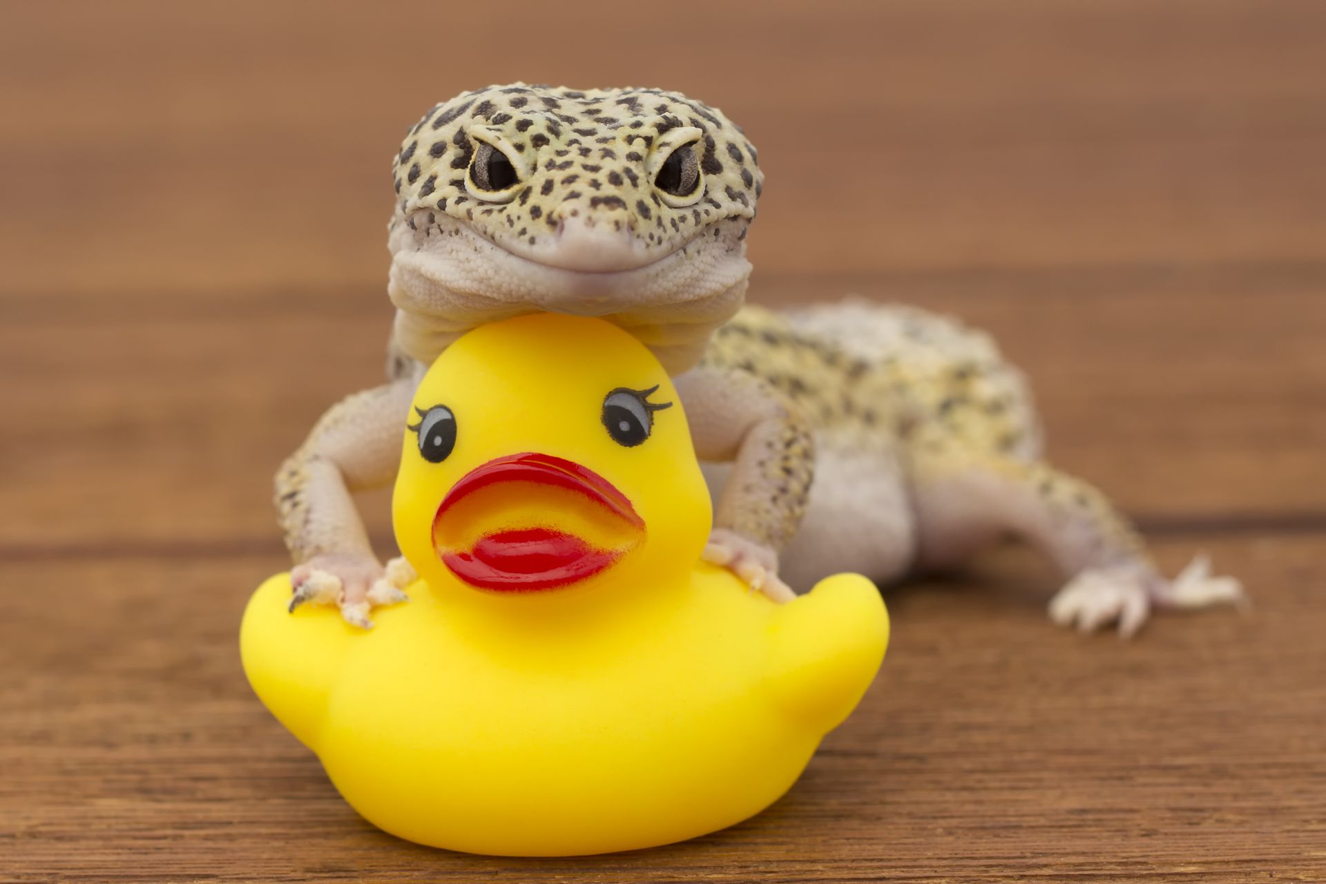 一風変わったペットを飼っている女性芸能人とは